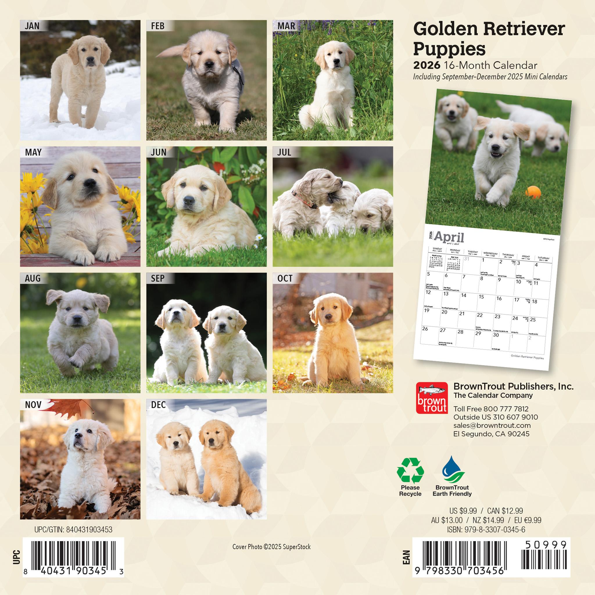 Mini calendrier 2026 des chiots Golden Retriever