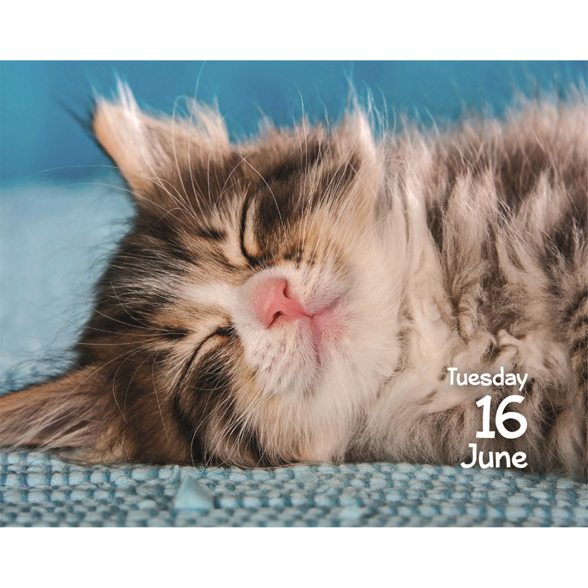 Calendrier Chats 2026 (Petit Format)