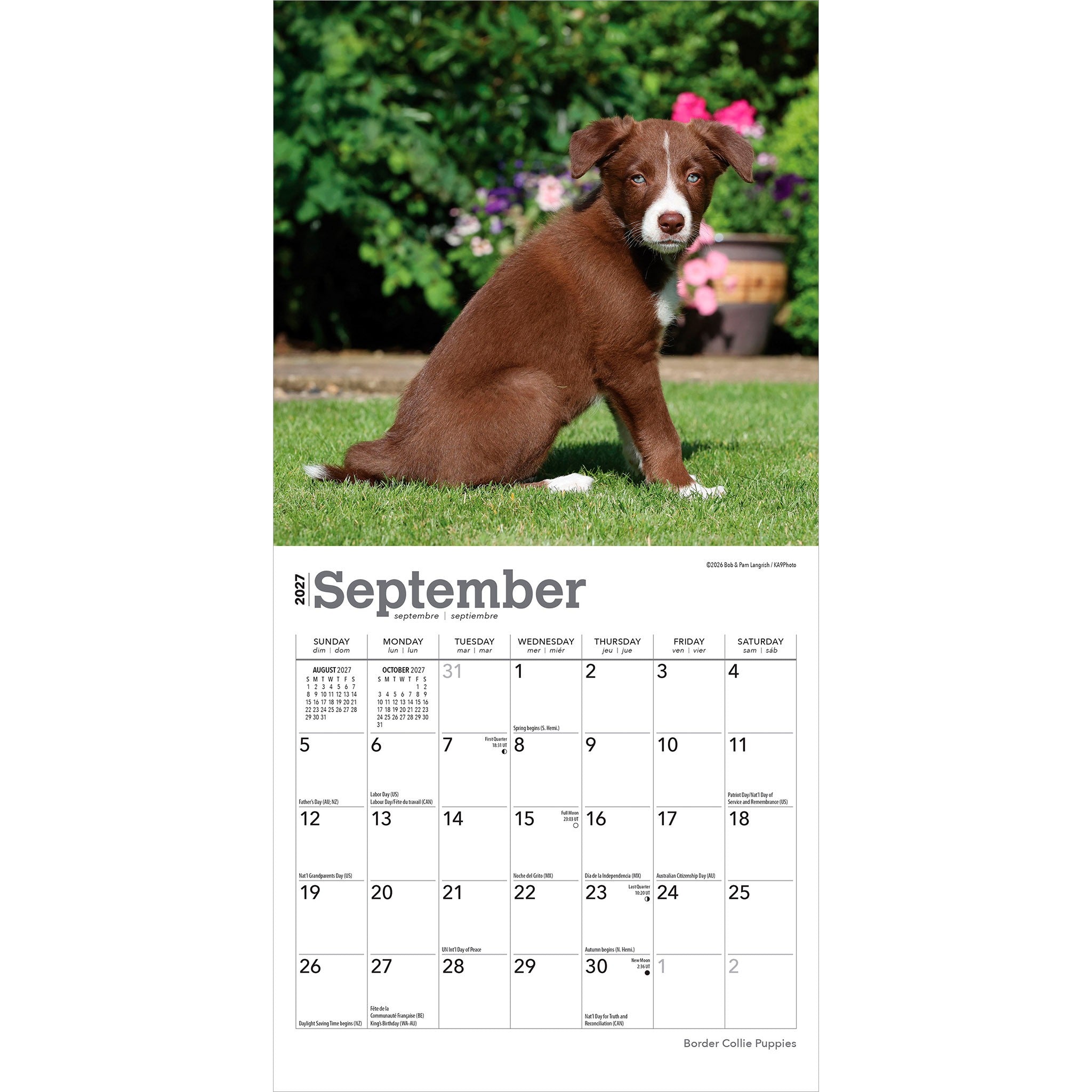 Border Collie Puppies 2027 Mini Calendar