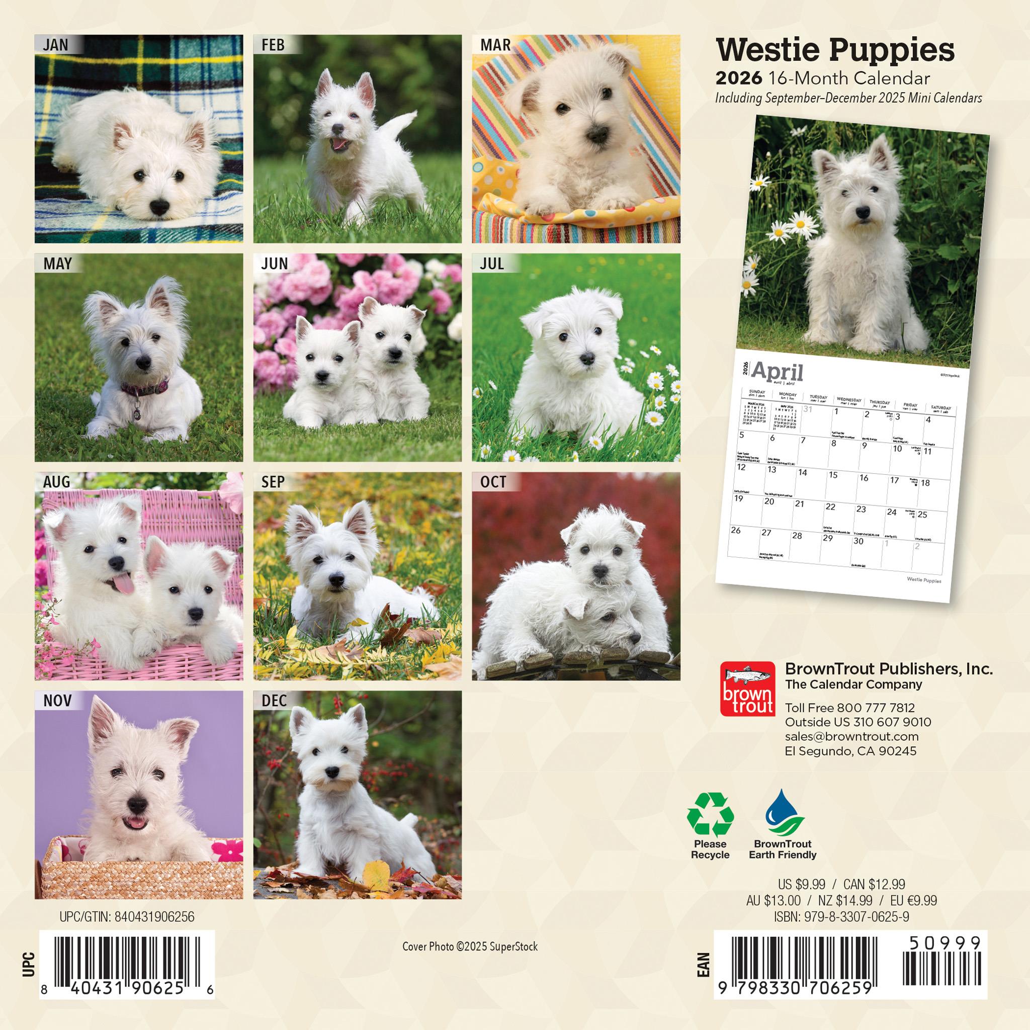 Mini-calendrier 2026 des chiots West Highland White Terrier
