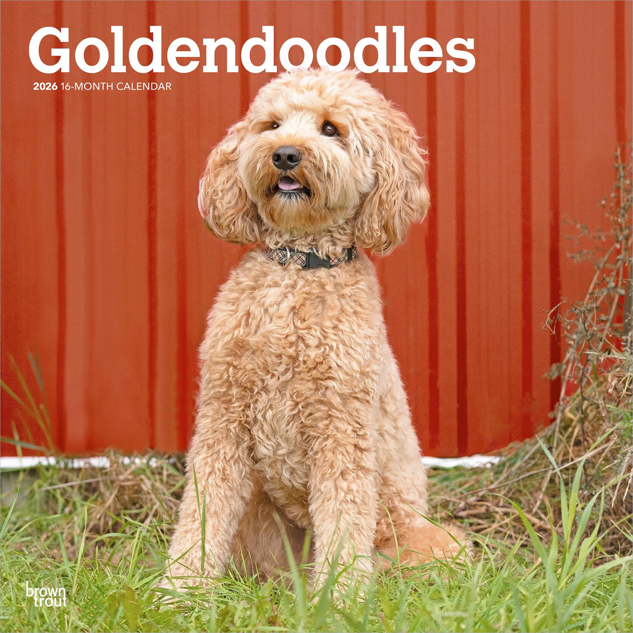 Calendrier mural Goldendoodles 2026