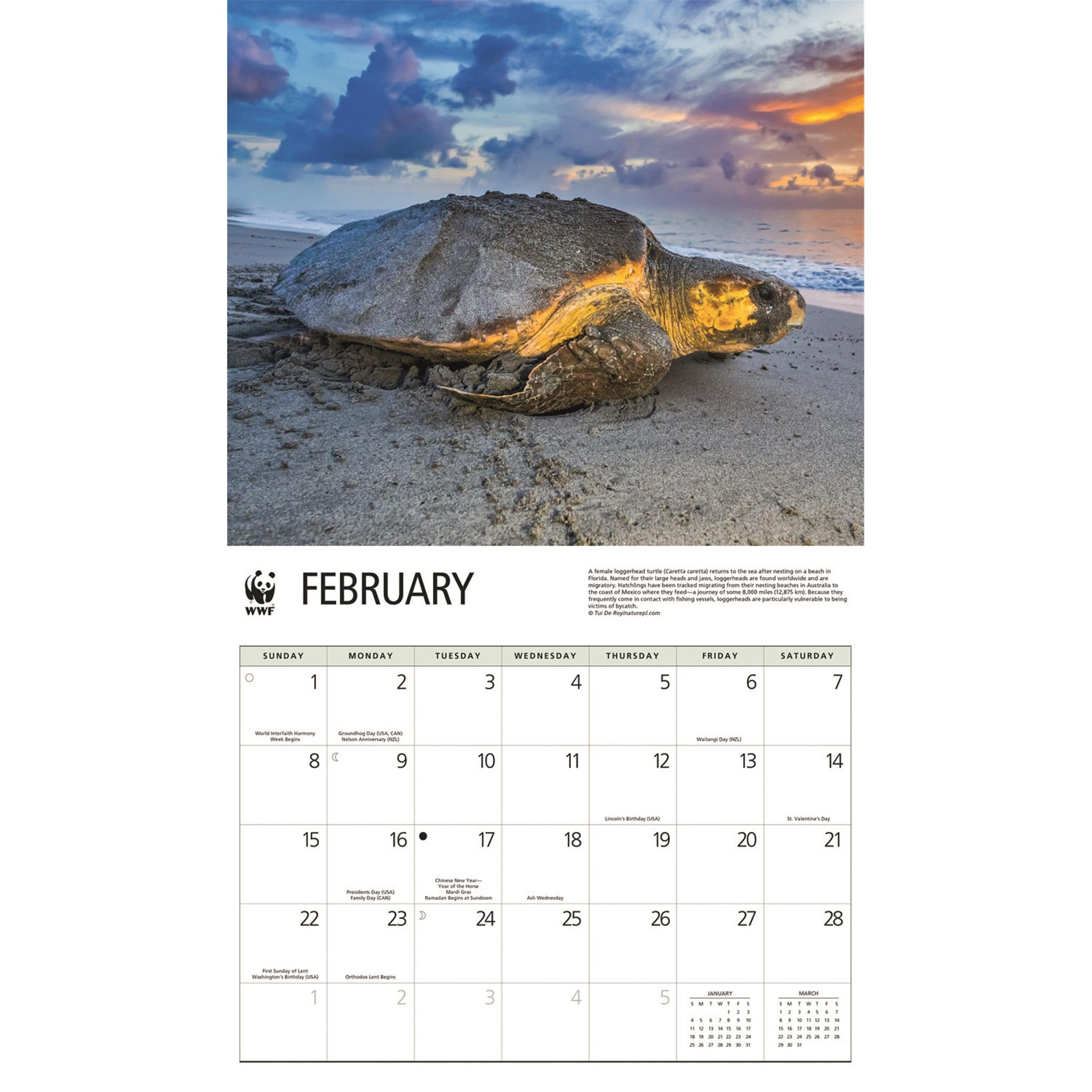 Calendrier mural 2026 du Fonds mondial pour la nature (WWF) sur les tortues marines