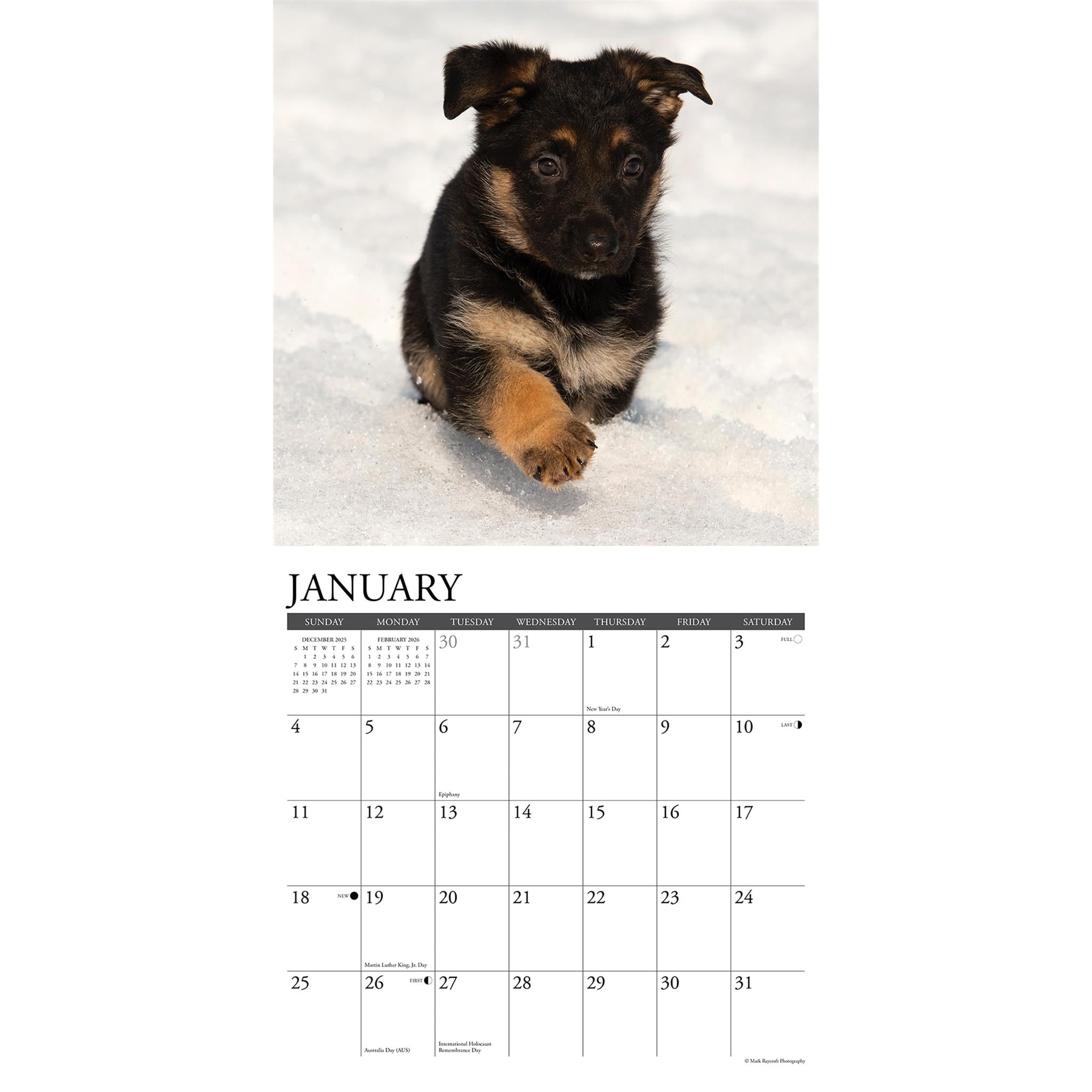 Calendrier mural 2026 « Just German Shepherd Puppies »