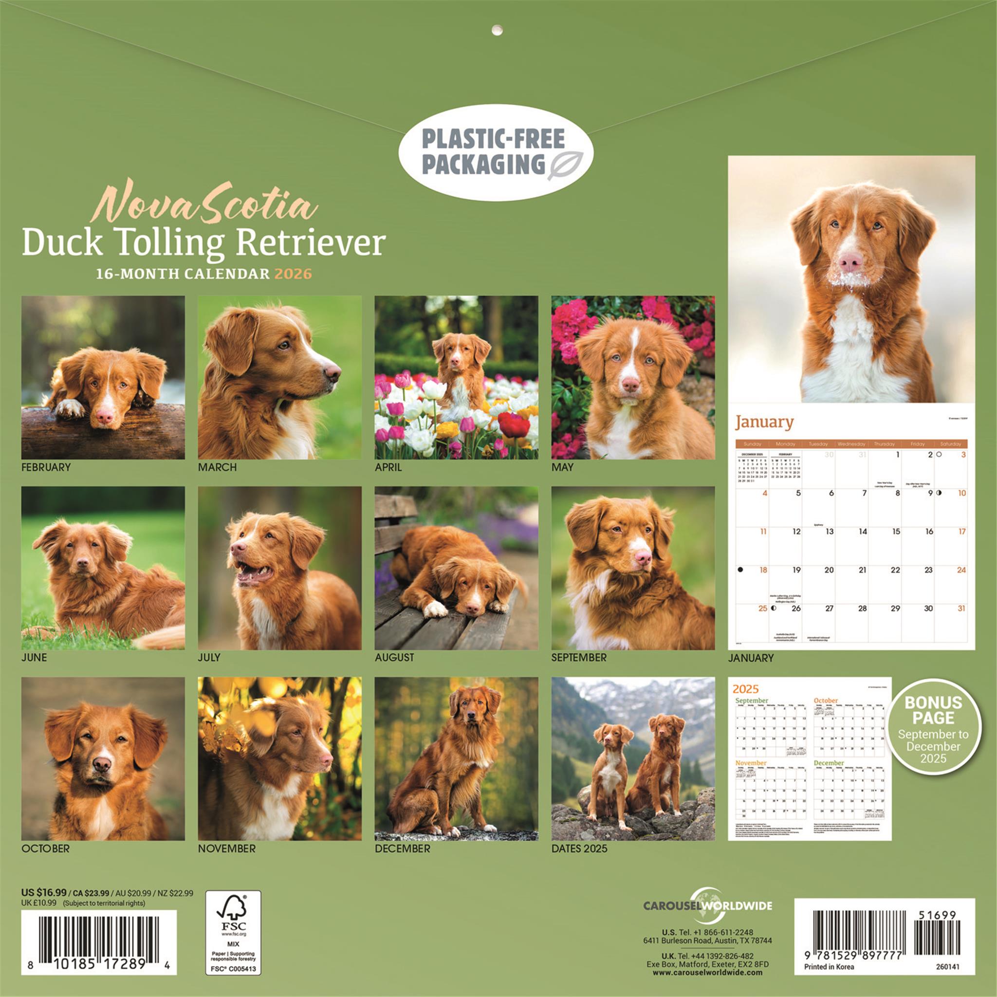 Calendrier mural 2026 du Retriever à tolling de la Nouvelle-Écosse