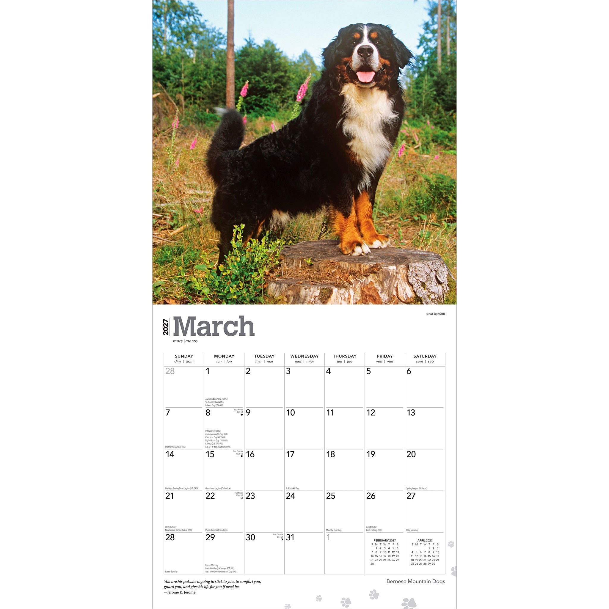 Bernese Mountain Dogs 2027 Wall Calendar