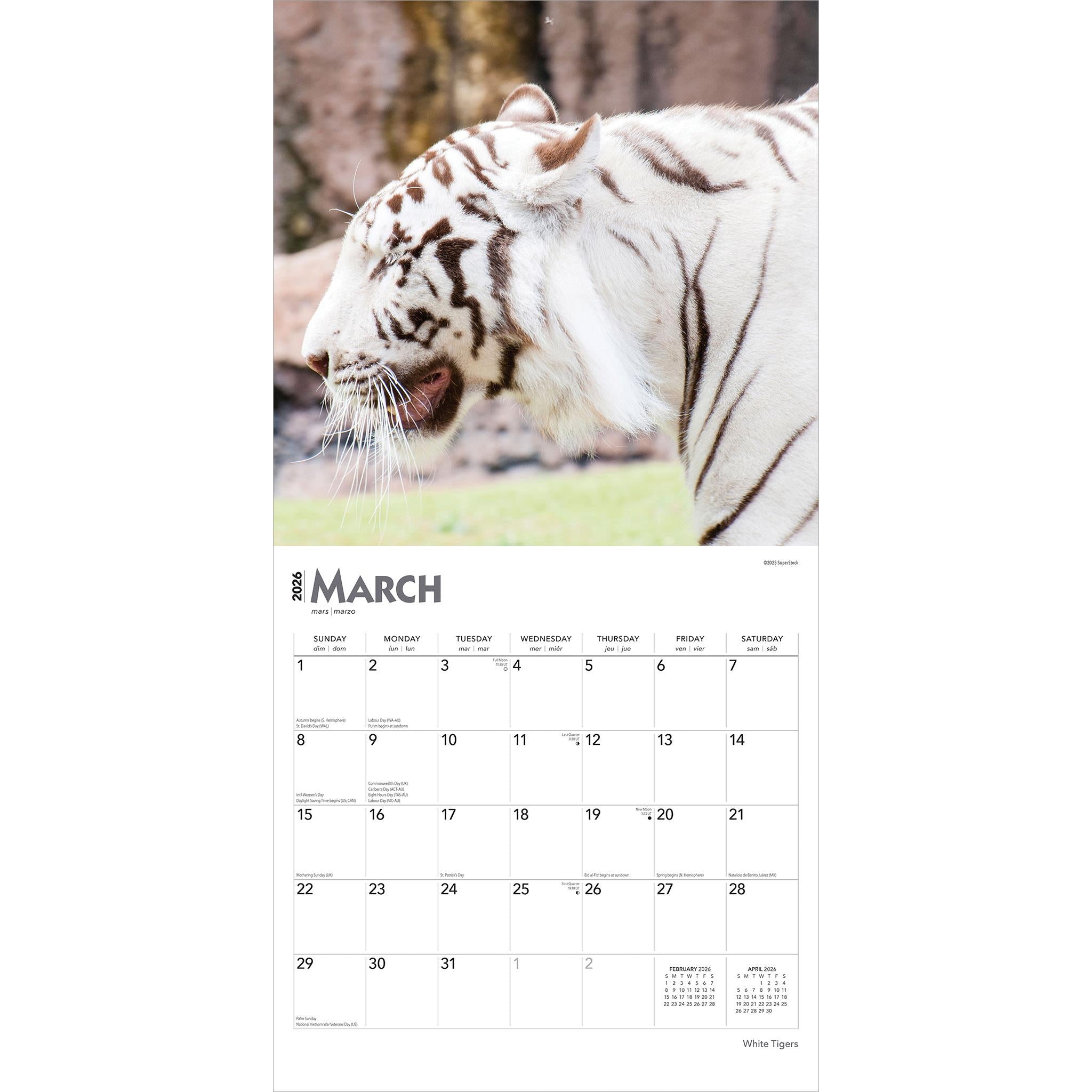 White Tigers 2026 Wall Calendar