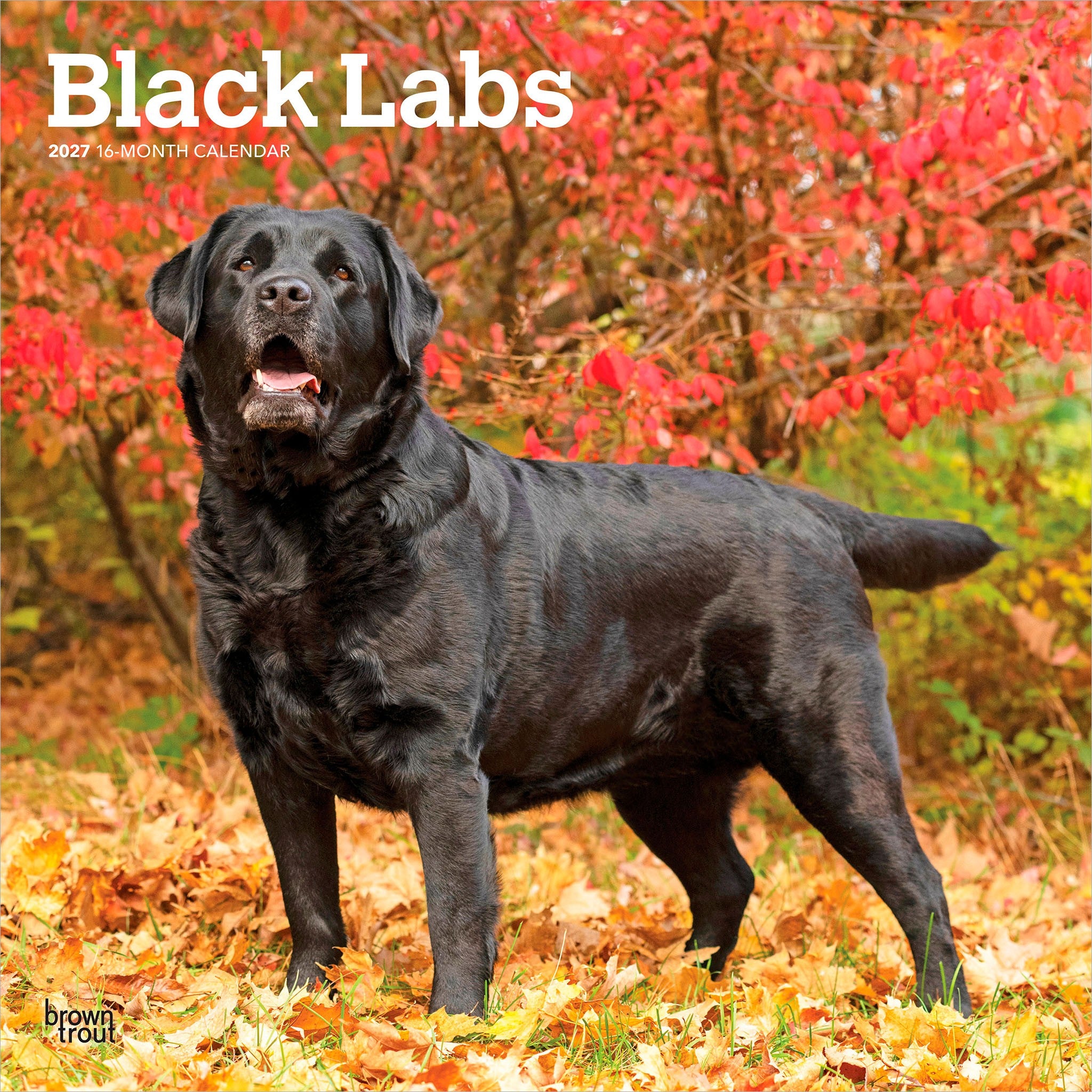 Black Labs 2027 Wall Calendar