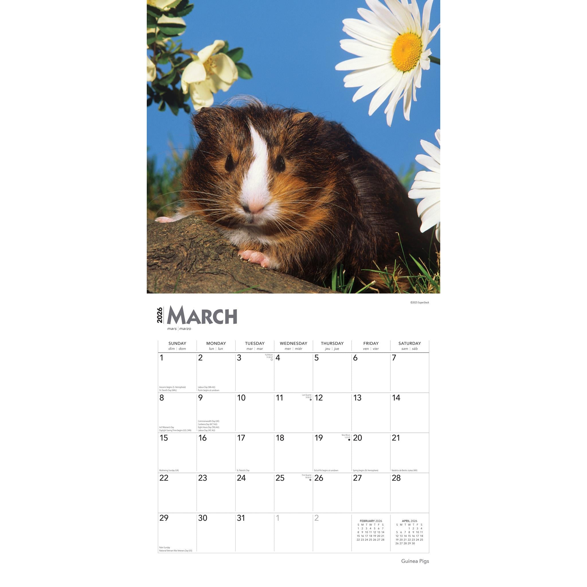 Guinea Pigs 2026 Wall Calendar