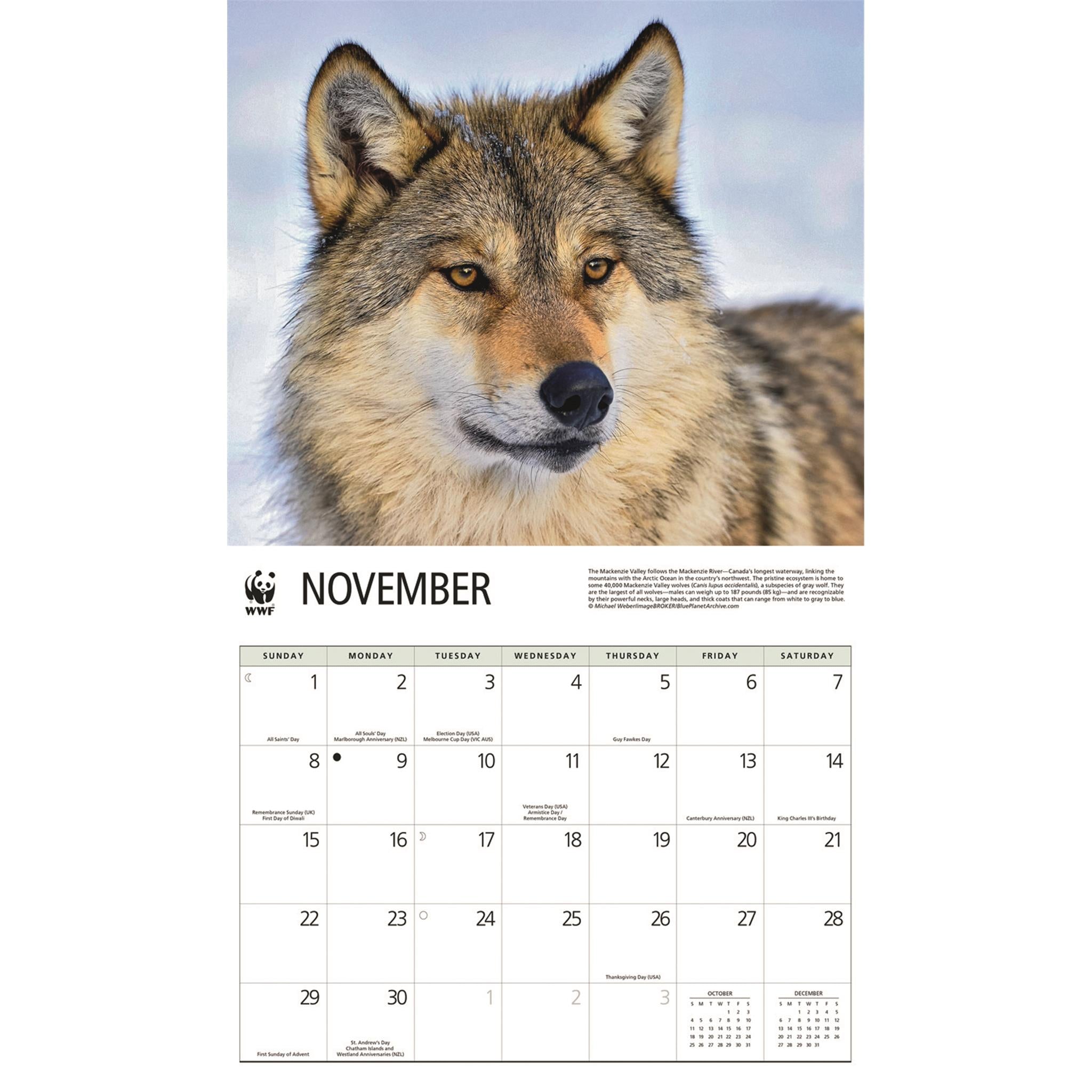 Calendrier mural Loups 2026 du Fonds mondial pour la nature