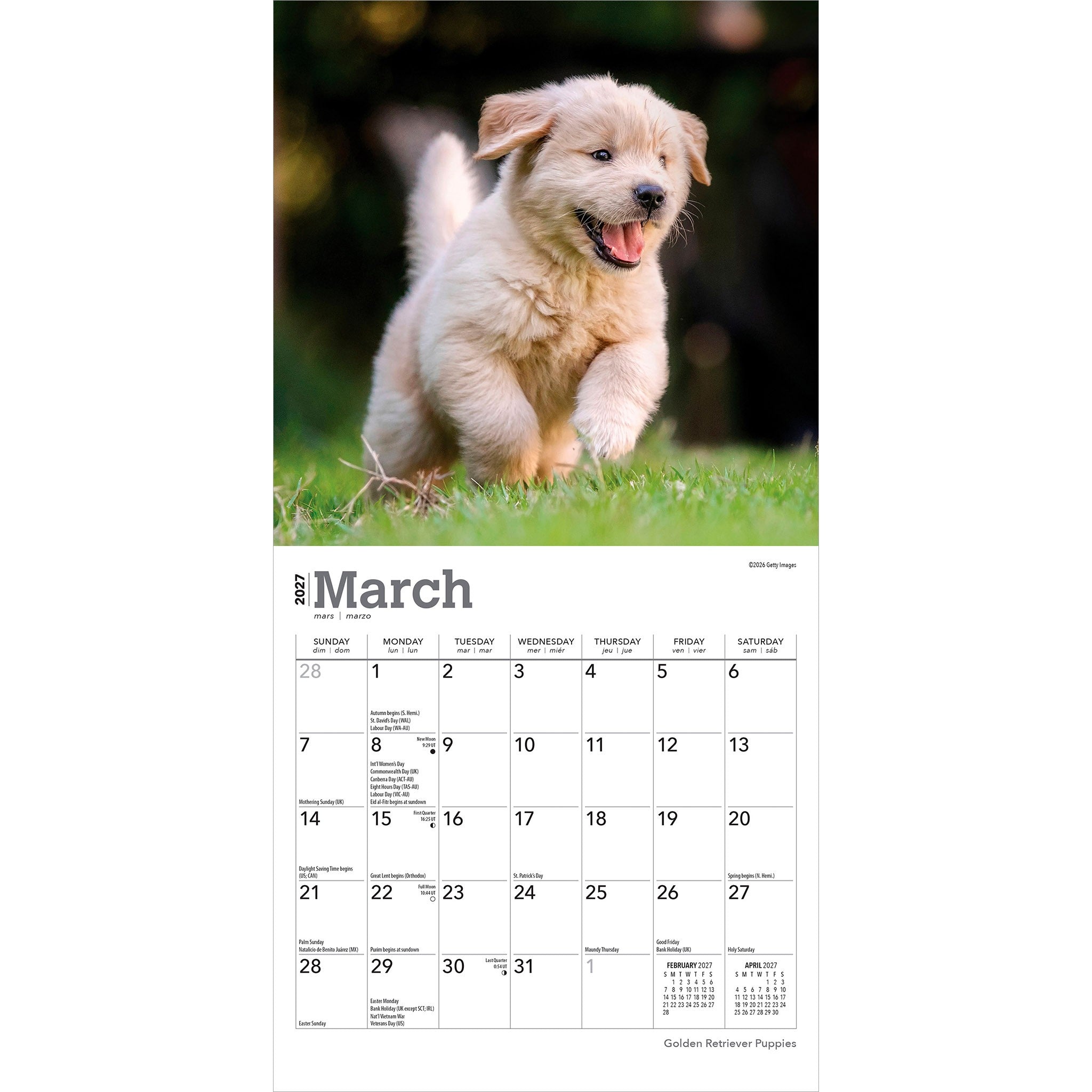 Golden Retriever Puppies 2027 Mini Calendar