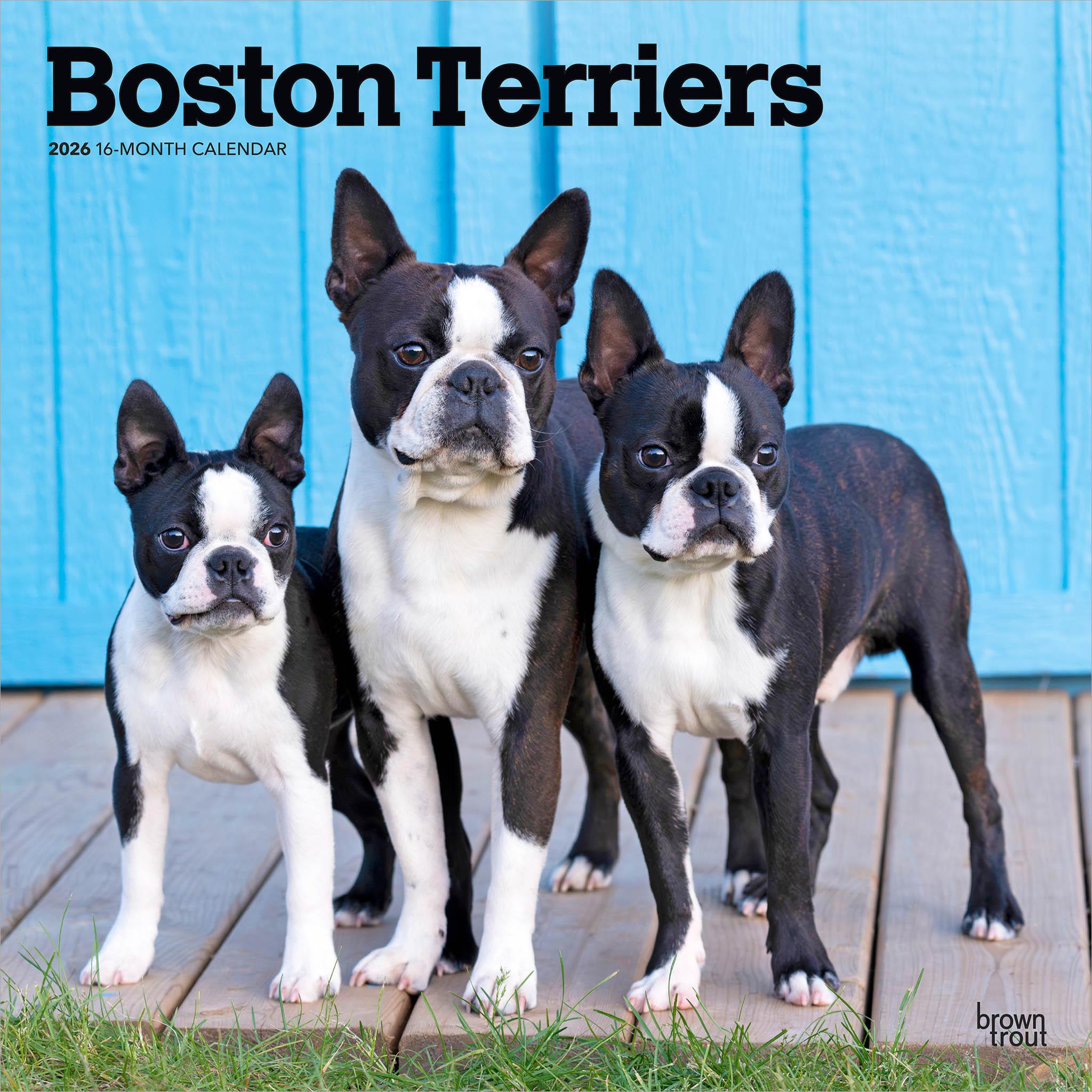 Calendrier mural Boston Terriers 2026