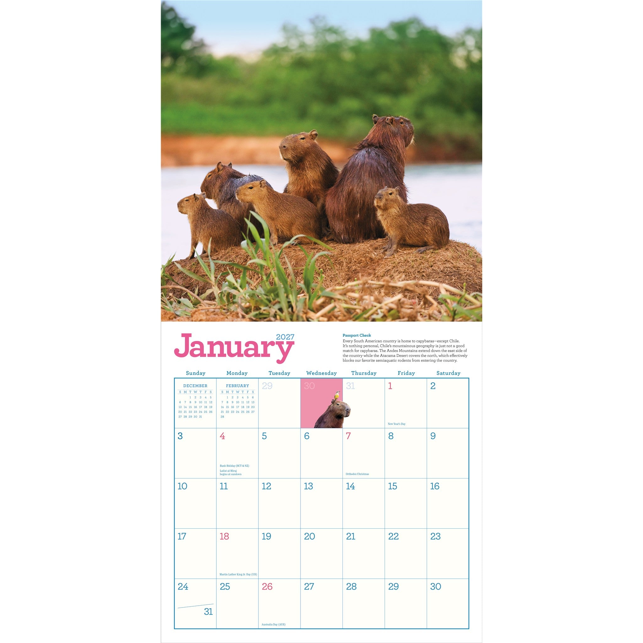 Capybara 2027 Wall Calendar
