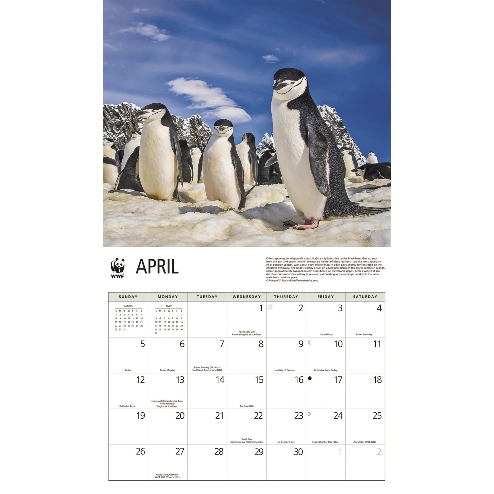 Calendrier mural 2026 des pingouins du Fonds mondial pour la nature