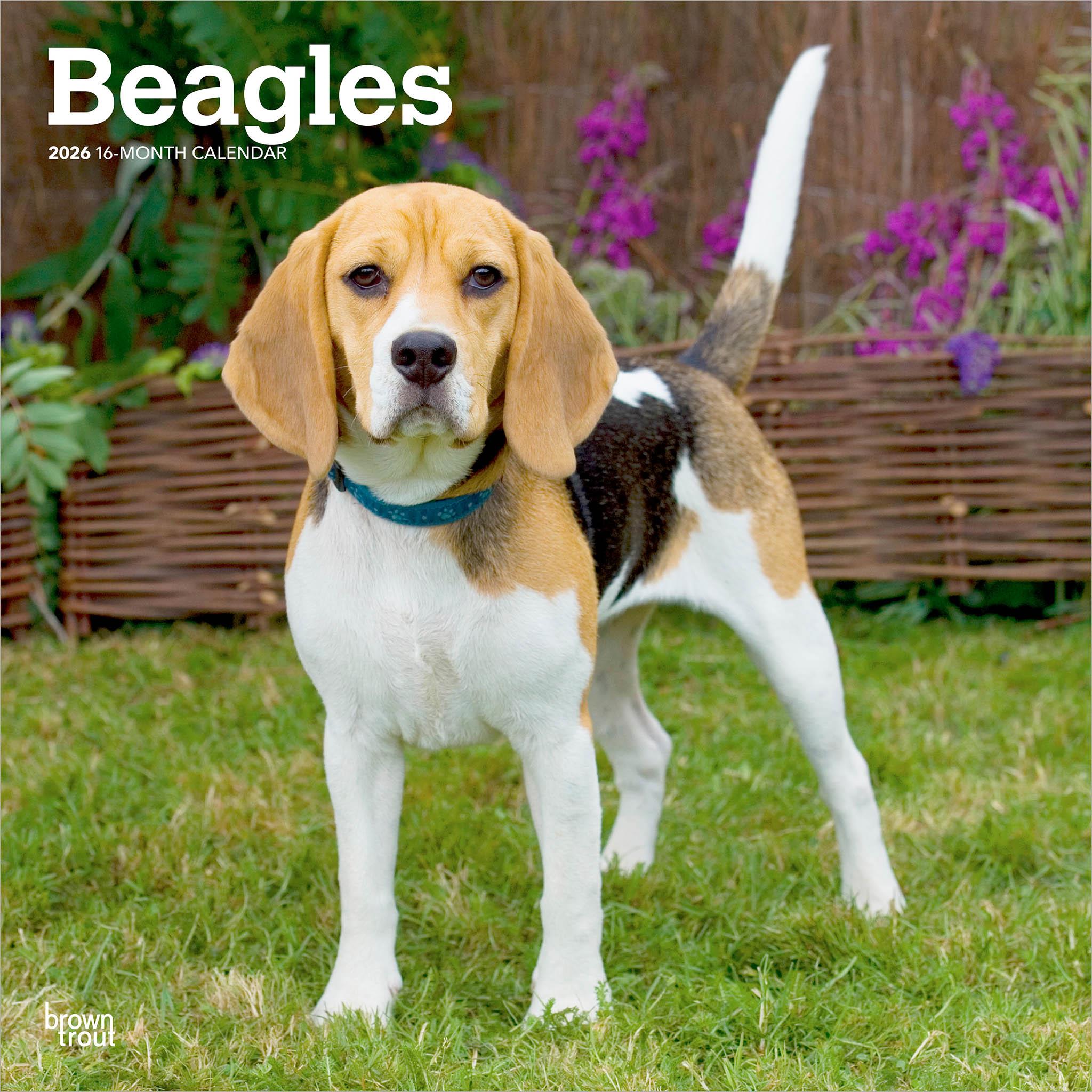 Calendrier mural Beagles 2026