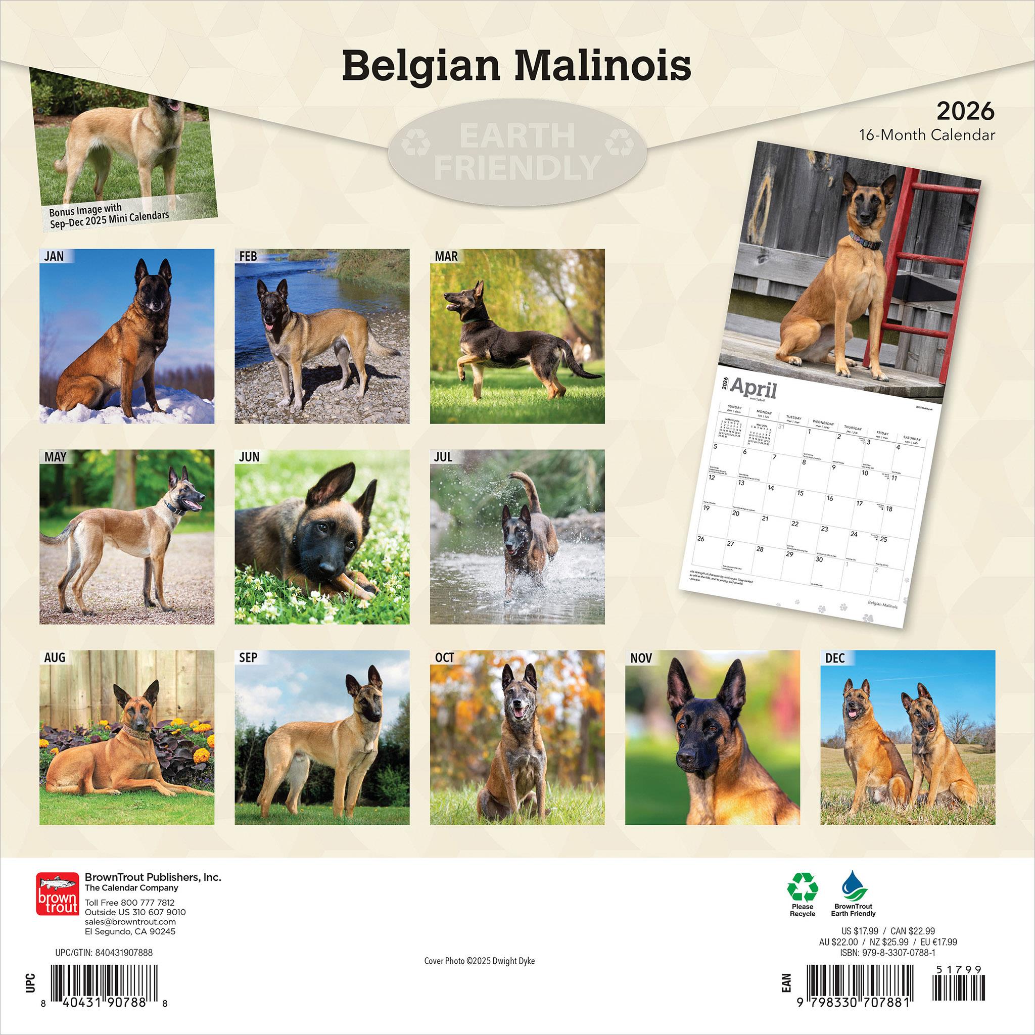 Calendrier mural Malinois belge 2026 - Disponible uniquement en ligne
