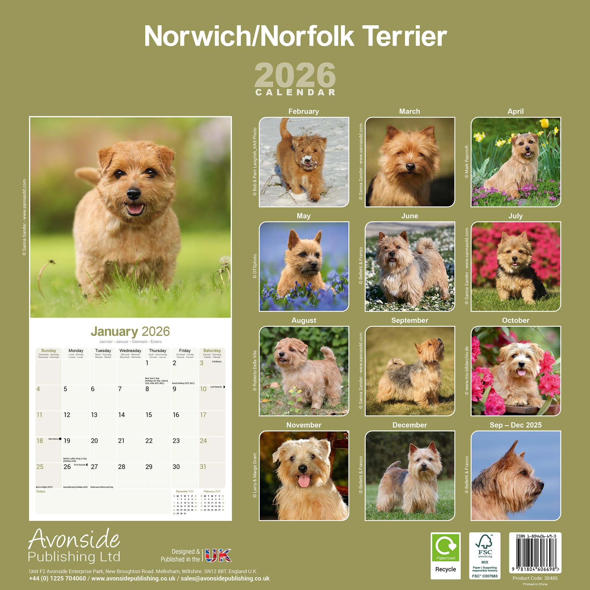 Calendrier mural Norwich Norfolk Terrier 2026