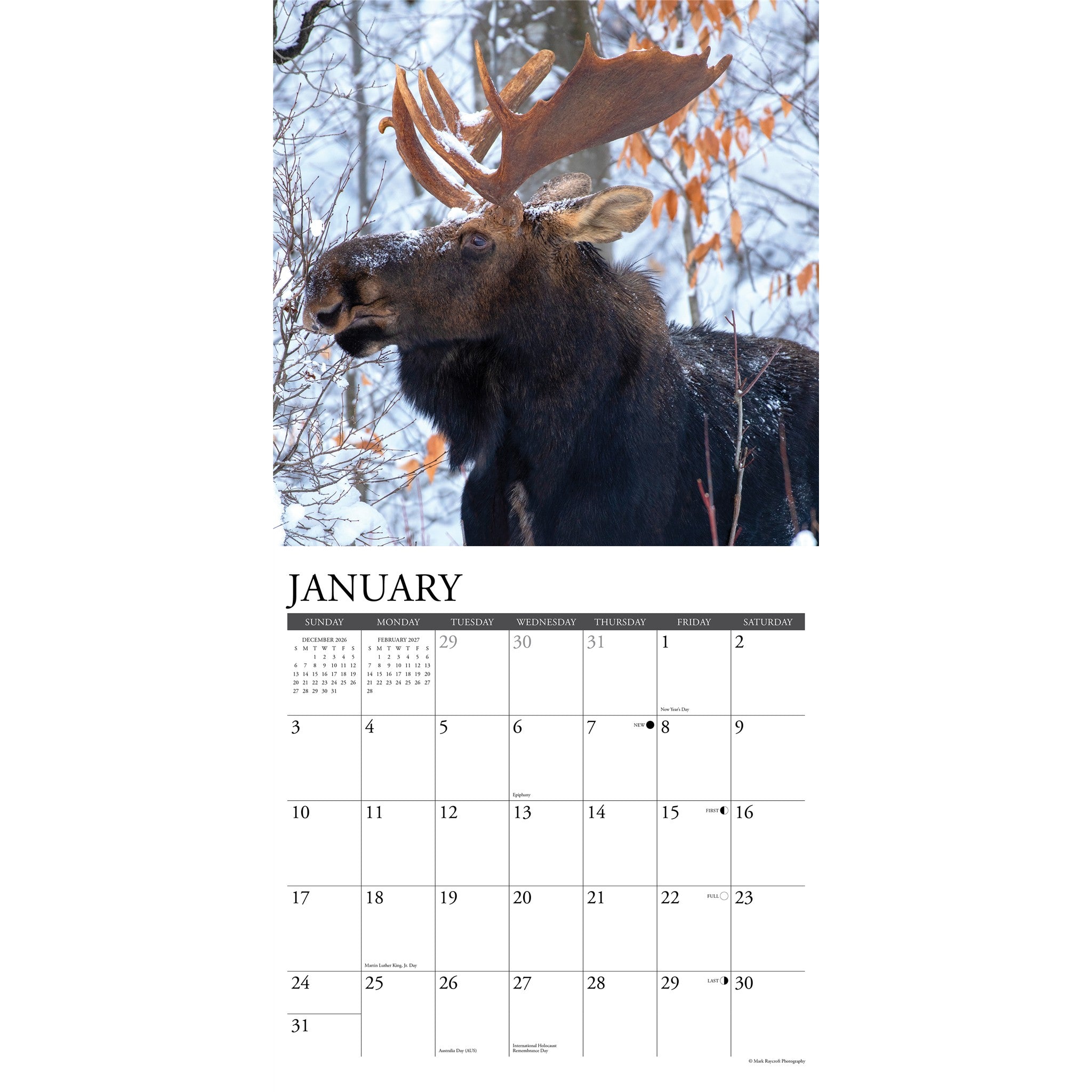Moose 2027 Wall Calendar - Online Only