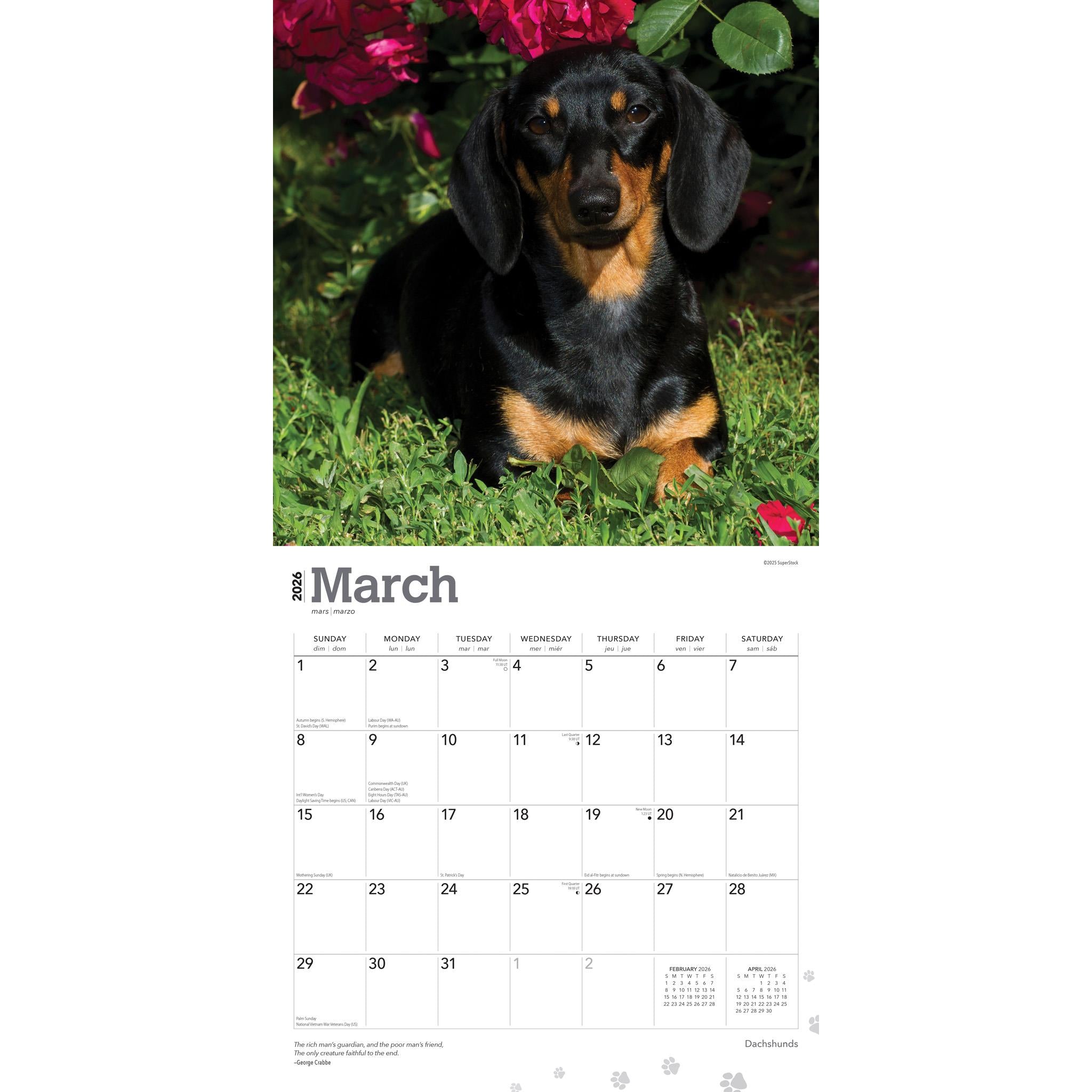 Dachshunds 2026 Wall Calendar