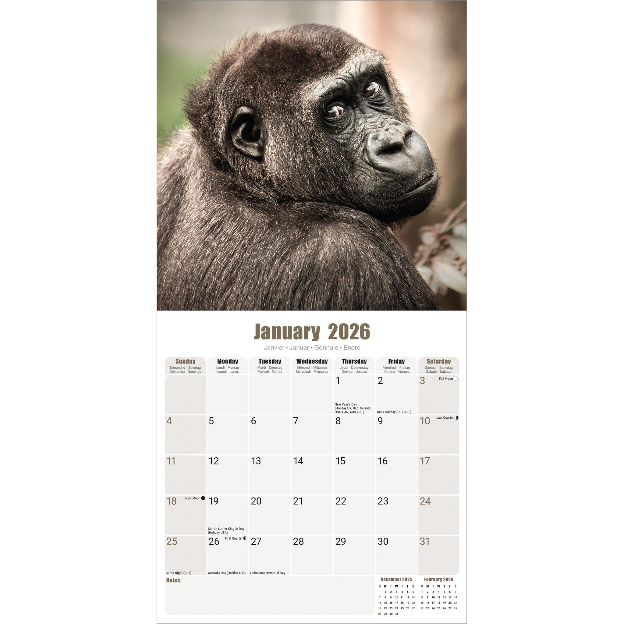 Calendrier mural Apes 2026 - Disponible uniquement en ligne