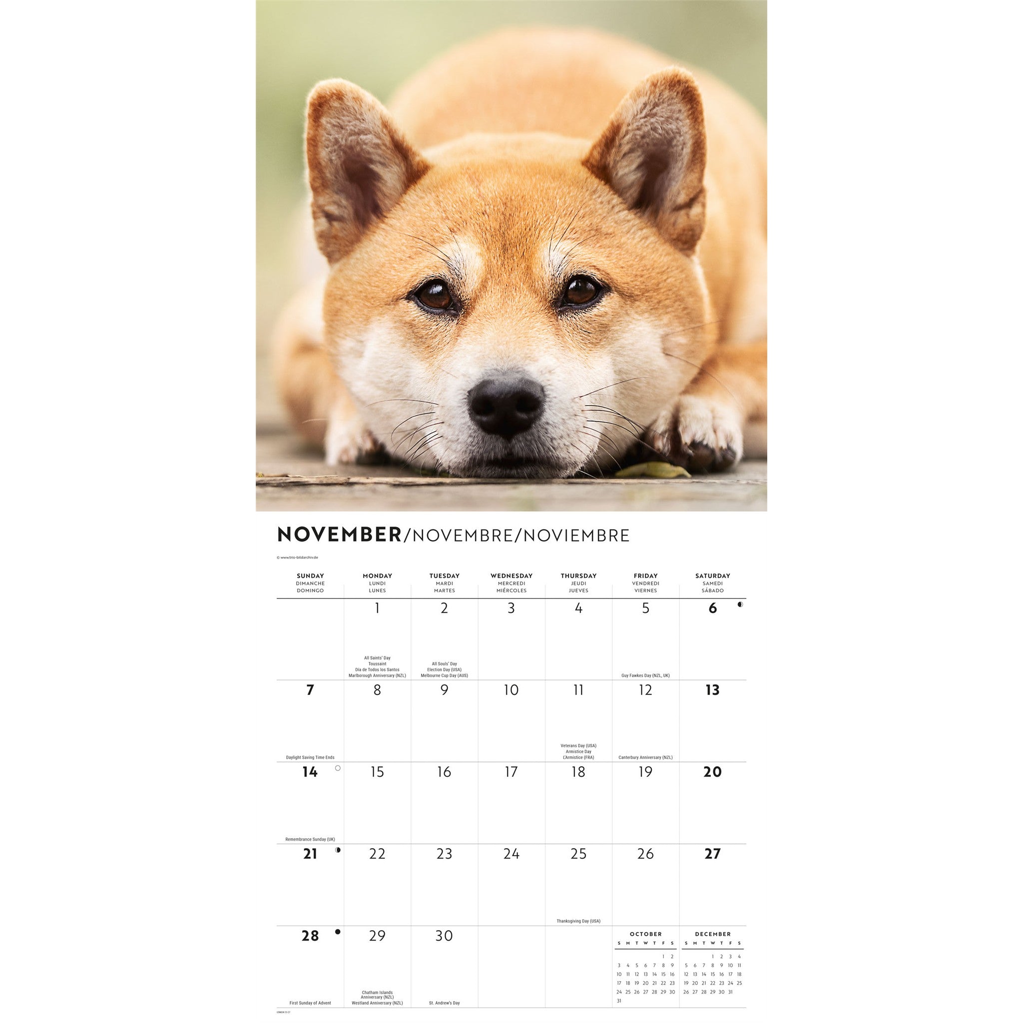 Calendrier mural Shiba Inu 2027