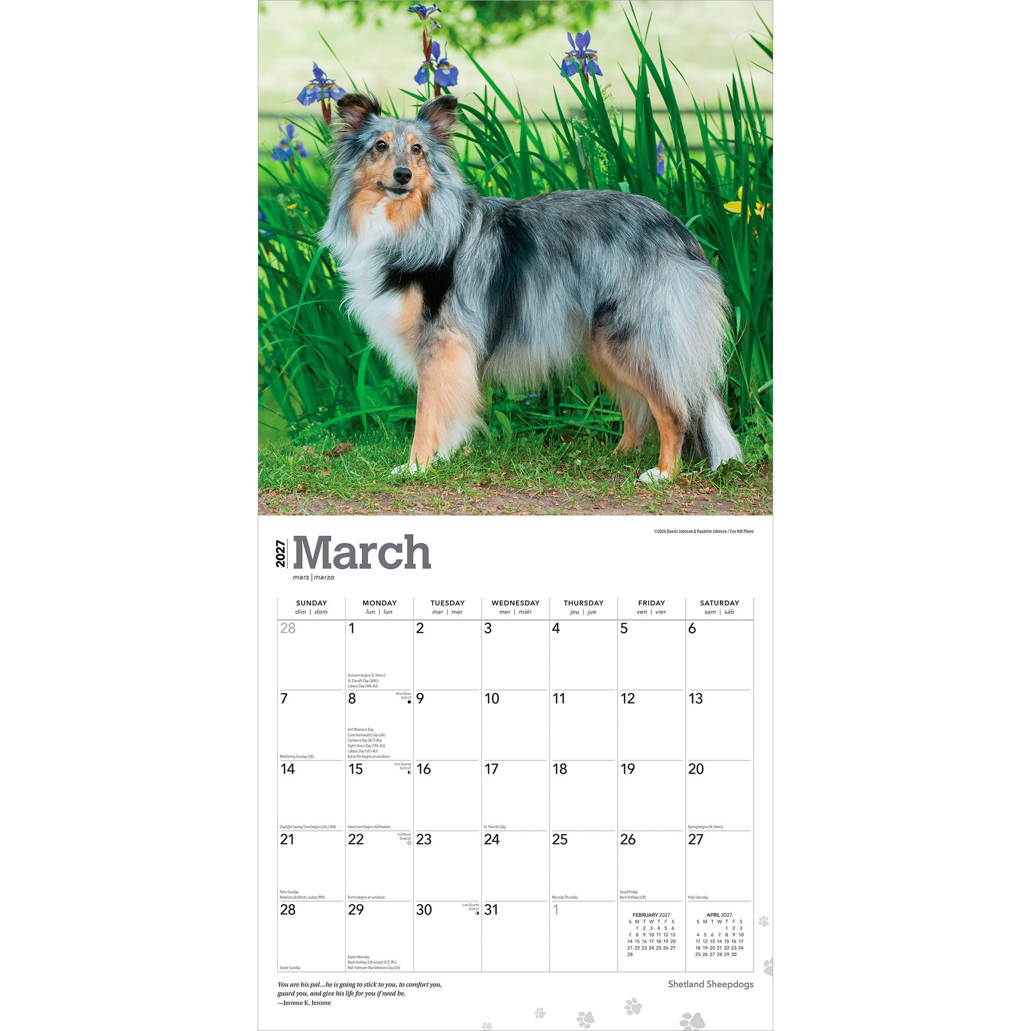 Shetland Sheepdogs 2027 Wall Calendar
