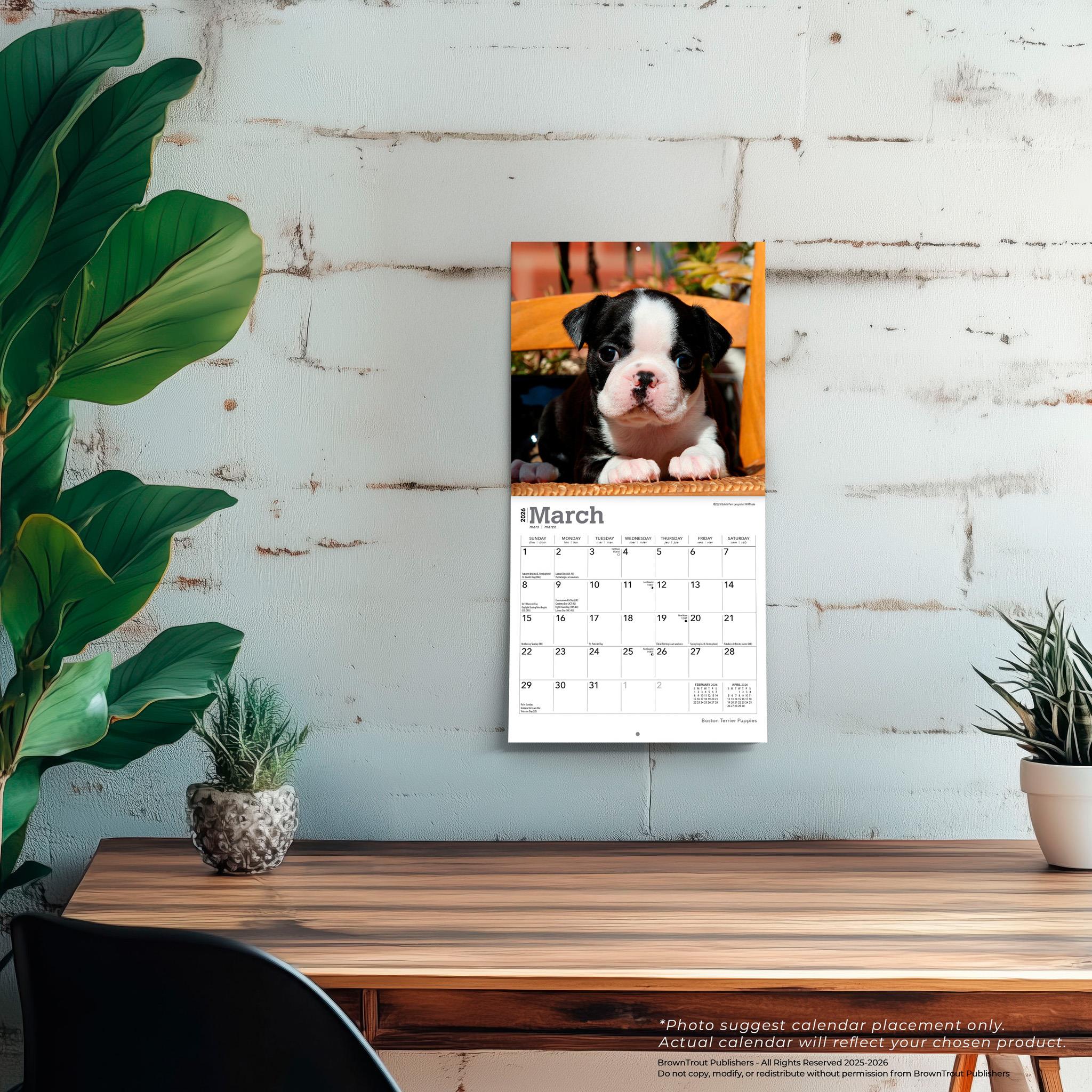Mini-calendrier 2026 des chiots Boston Terrier