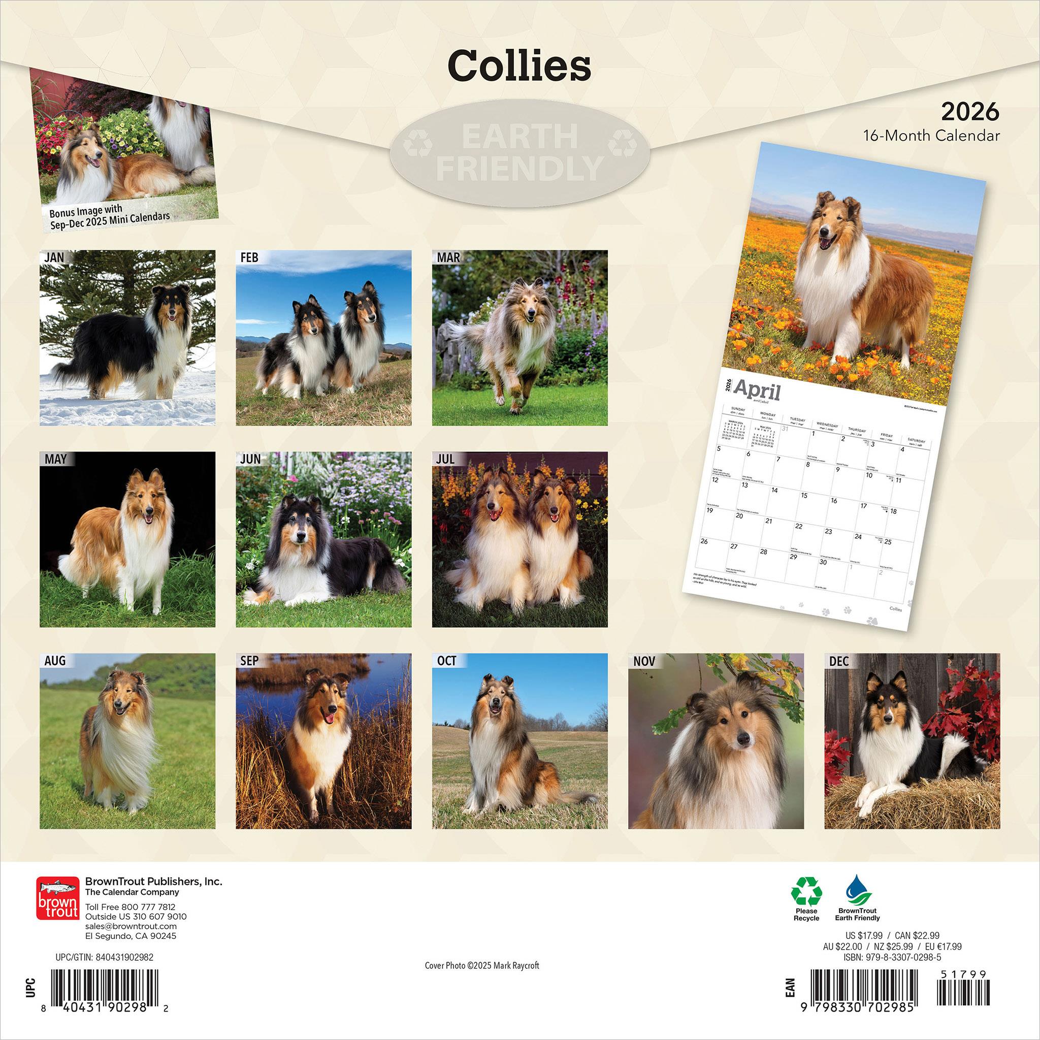 Calendrier mural Collies 2026