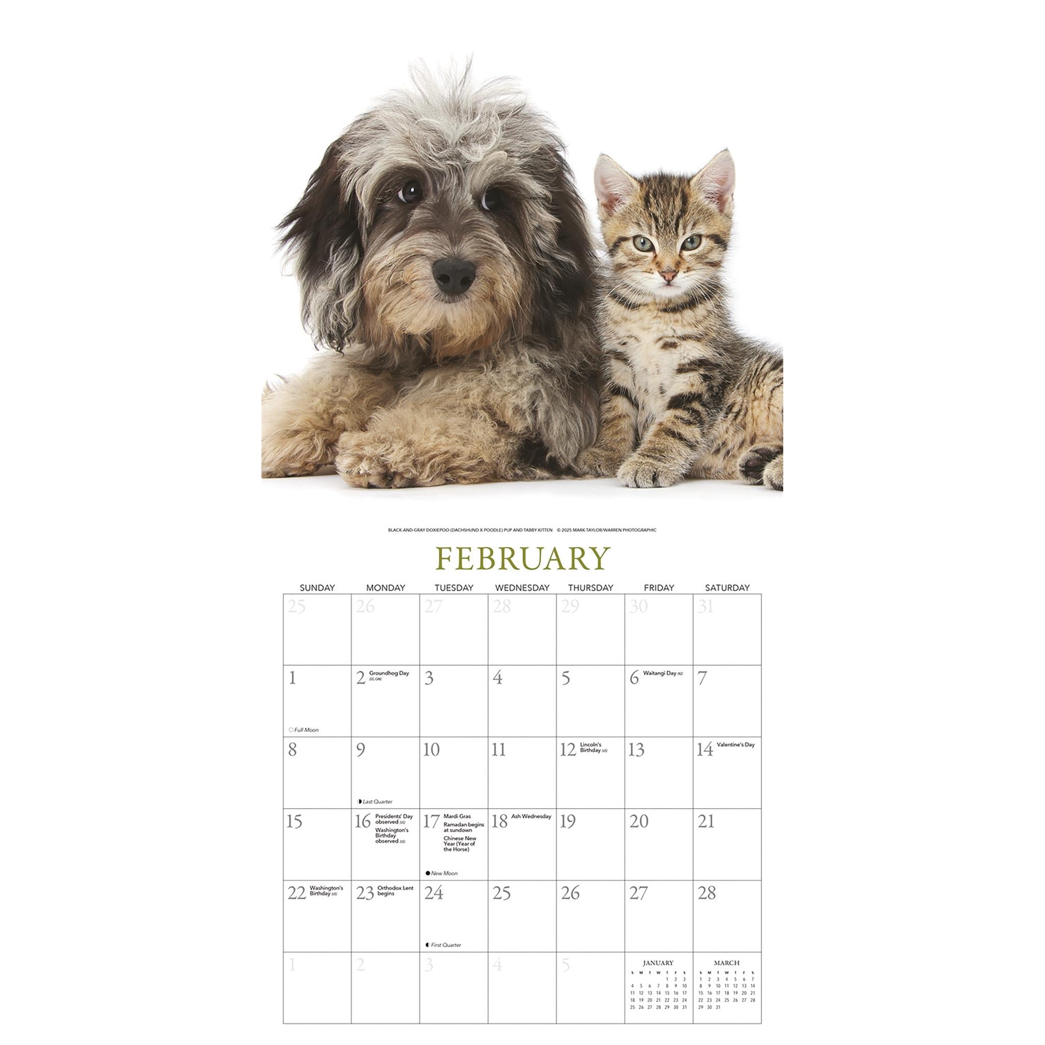 Calendrier mural Chiots et Amis 2026
