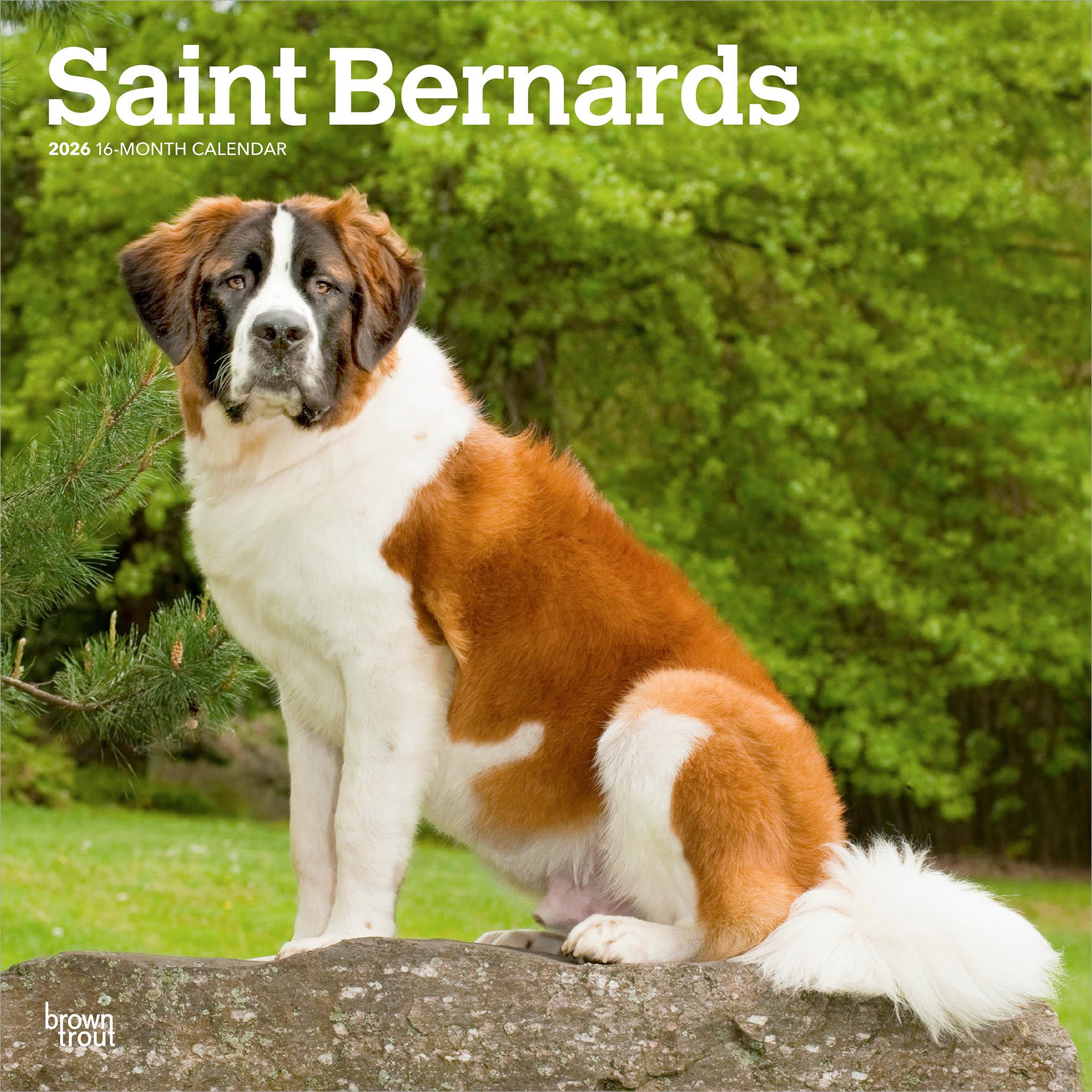 Calendrier mural Saint-Bernard 2026