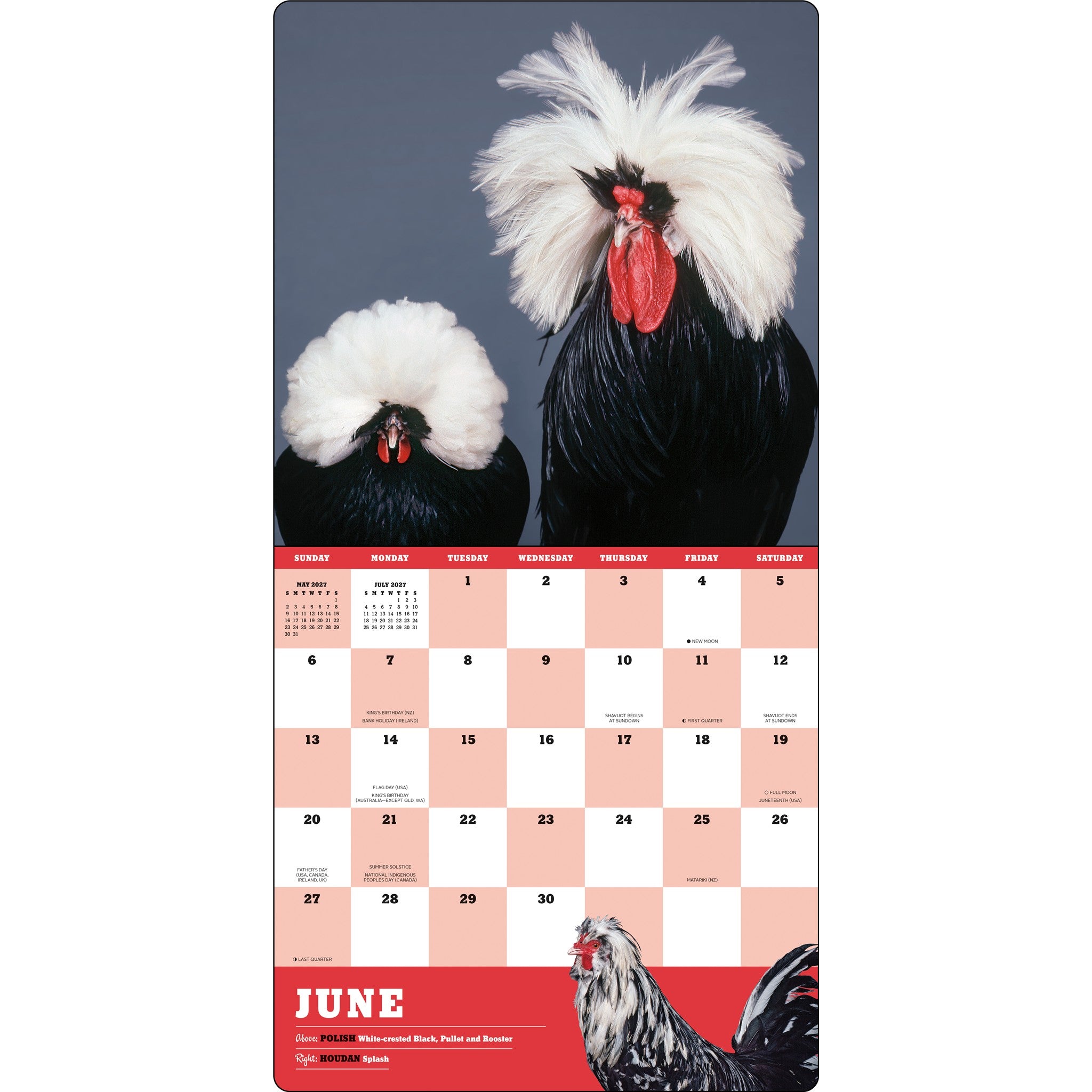 Extraordinary Chickens 2027 Wall Calendar