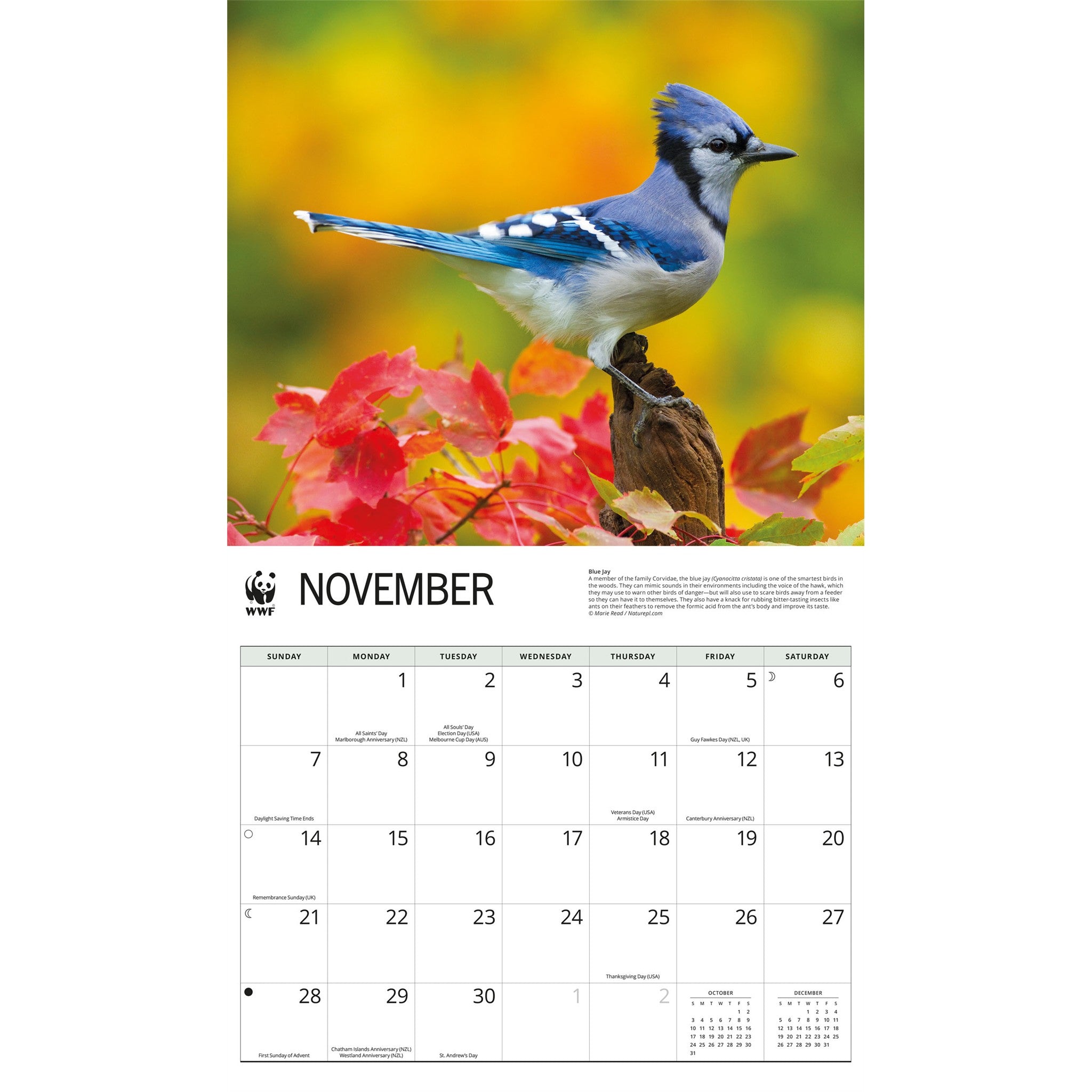 Calendrier mural Oiseaux de jardin 2027 du Fonds mondial pour la nature