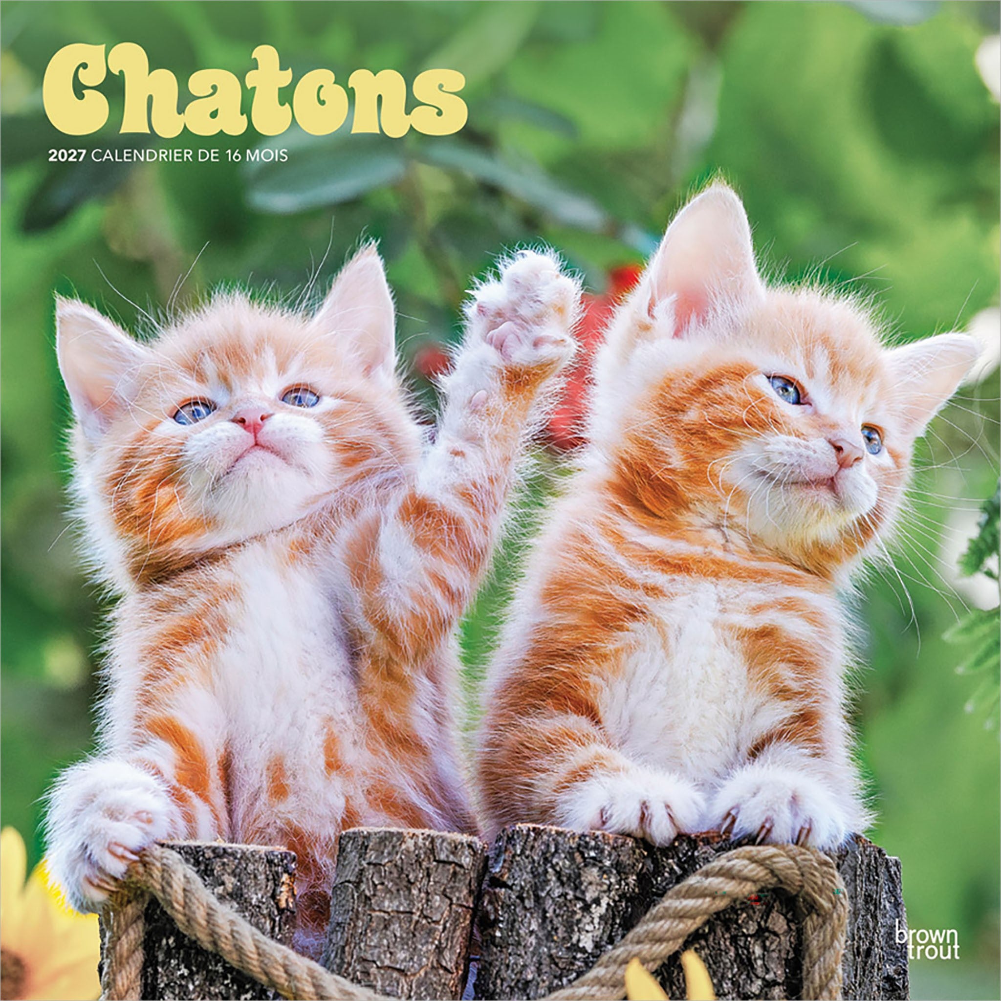 Chatons 2027 Wall Calendar (French)
