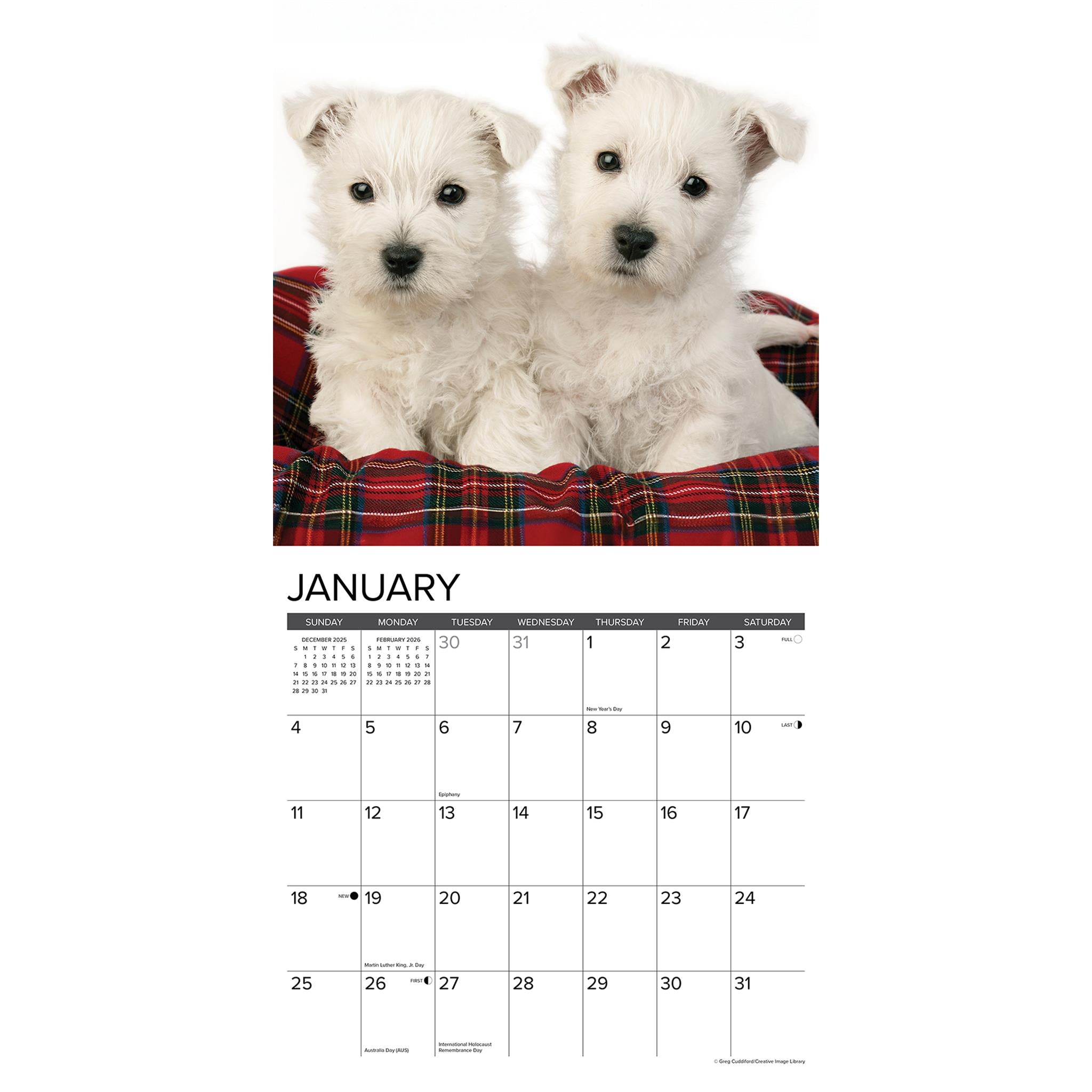 Calendrier mural 2026 Chiots Westie - Disponible uniquement en ligne
