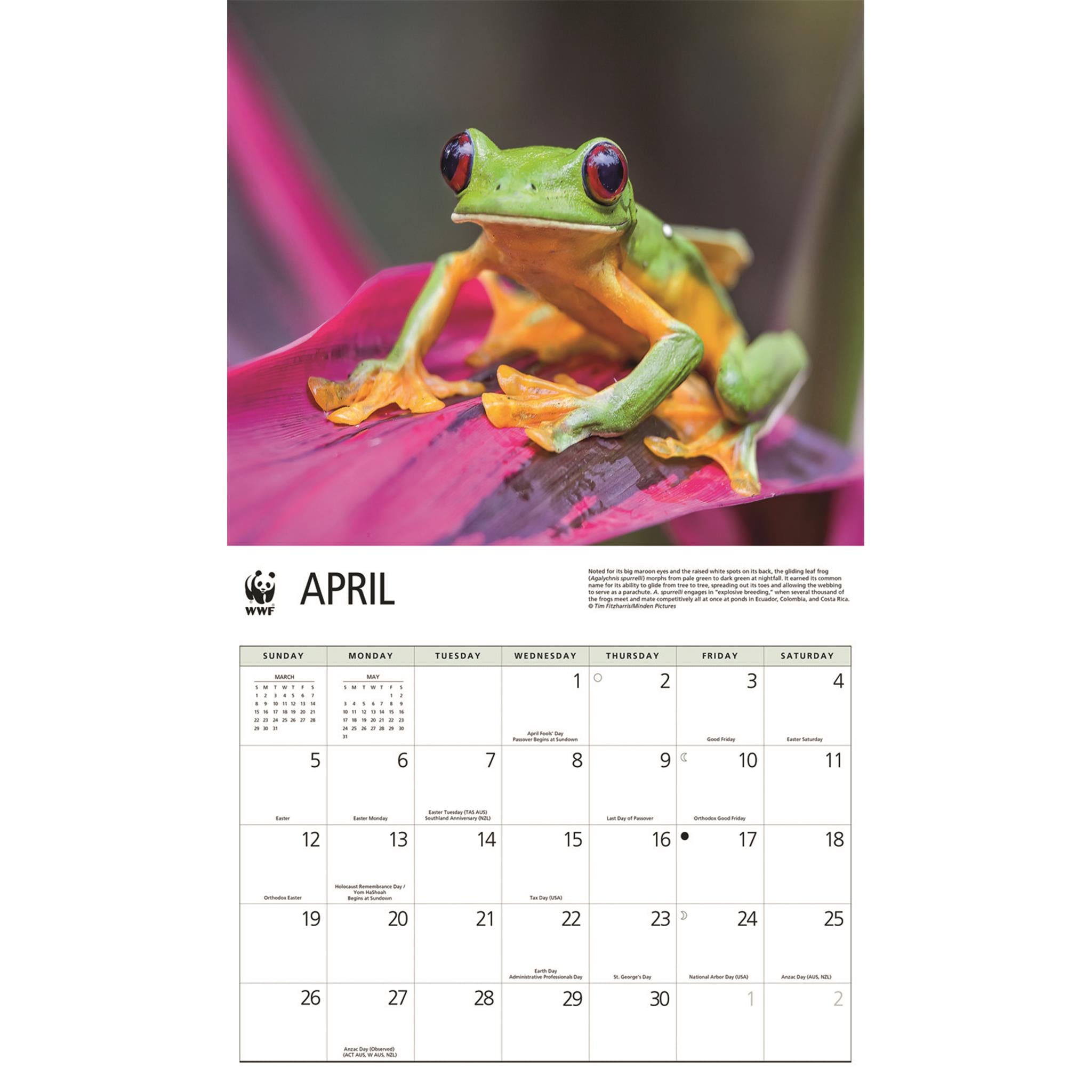 World Wildlife Fund Frogs 2026 Wall Calendar