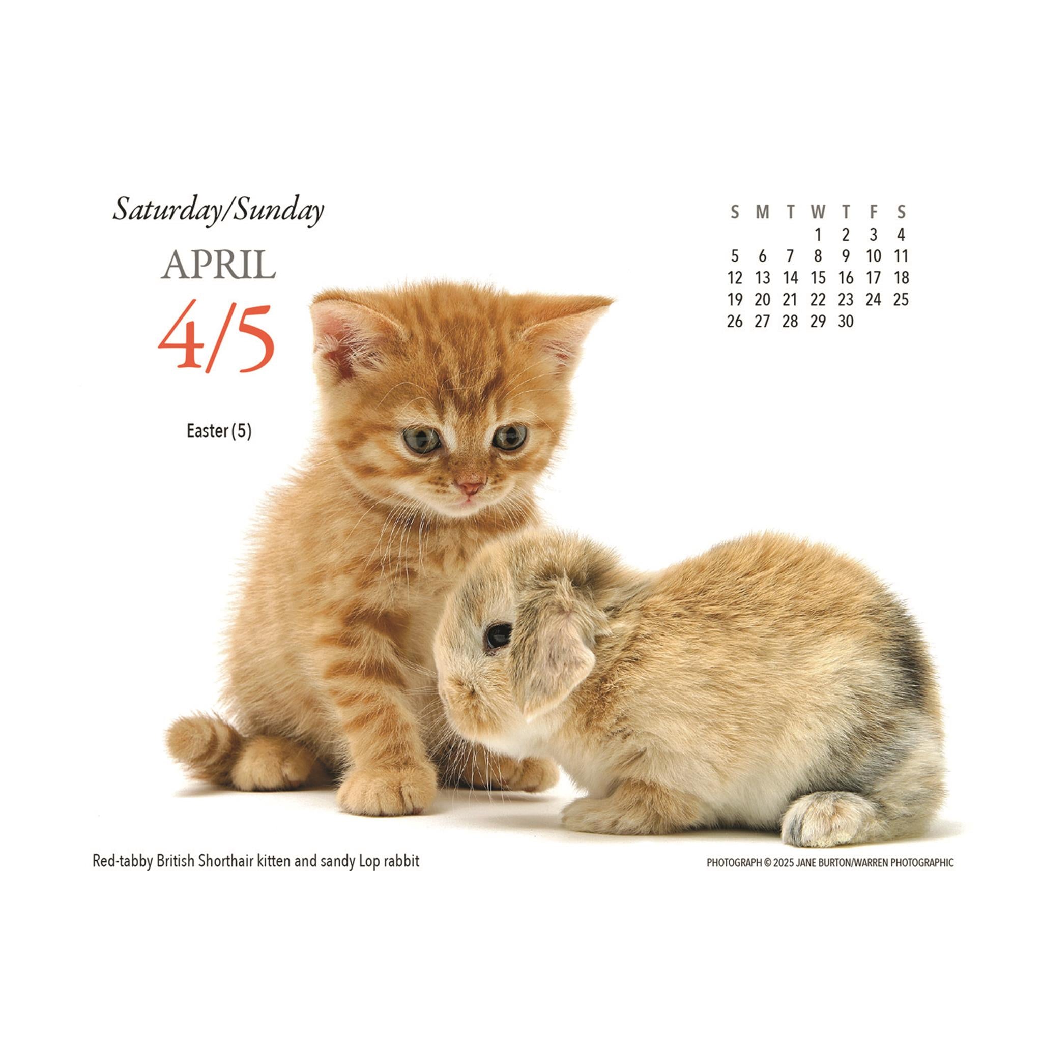 Calendrier Kittens And Friends Box 2026