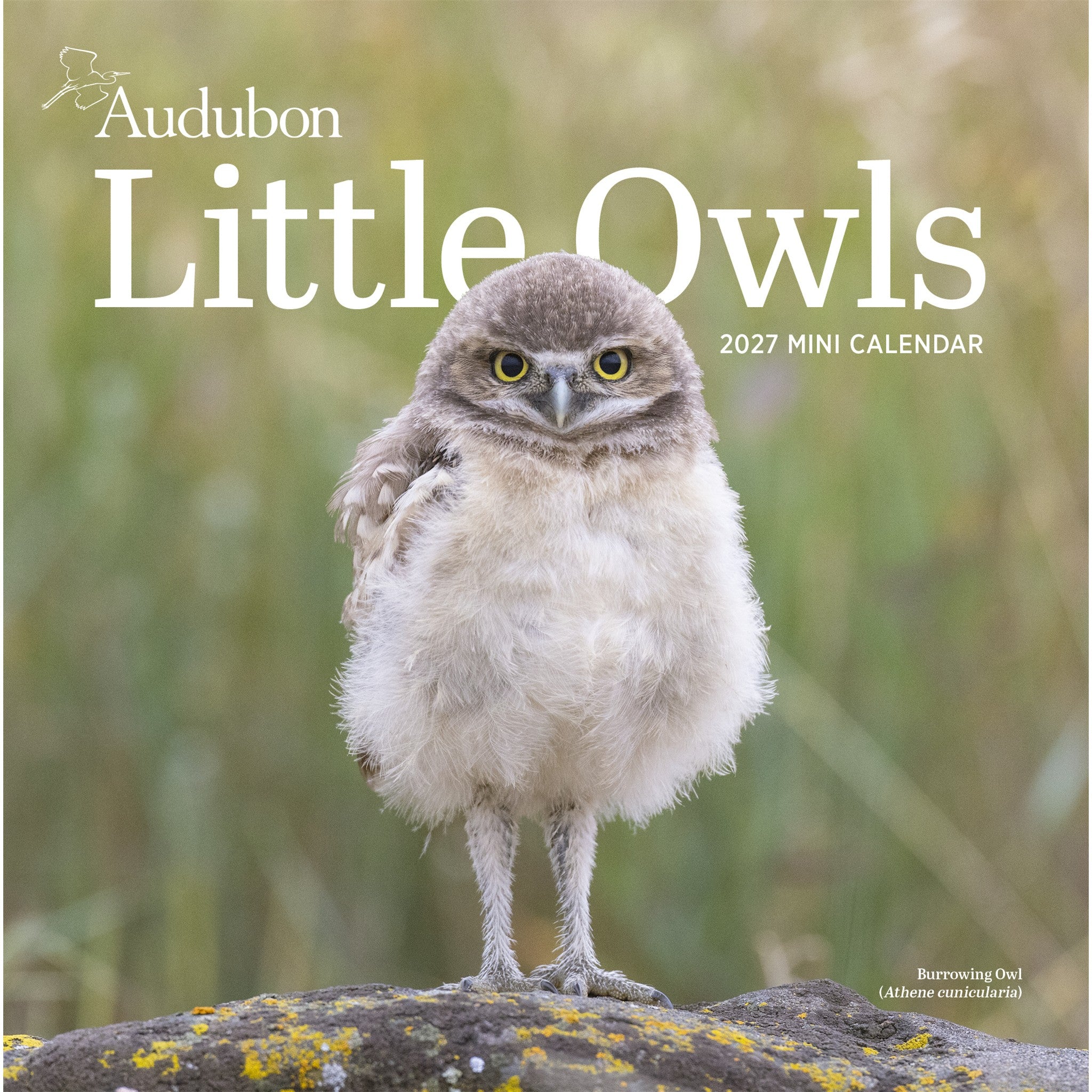 Audubon Little Owls 2027 Mini Calendar - Online Only