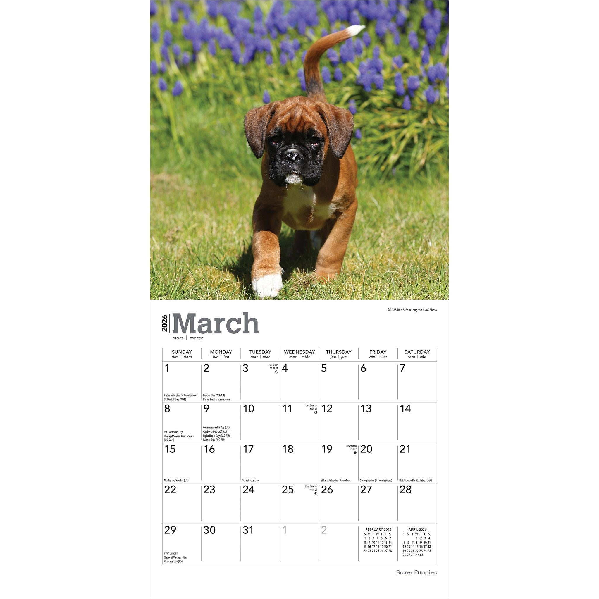 Boxer Puppies 2026 Mini Calendar