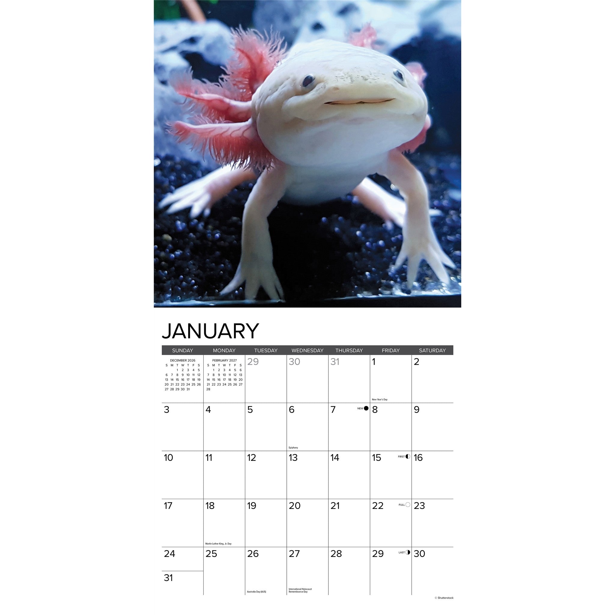 Axolotls 2027 Wall Calendar
