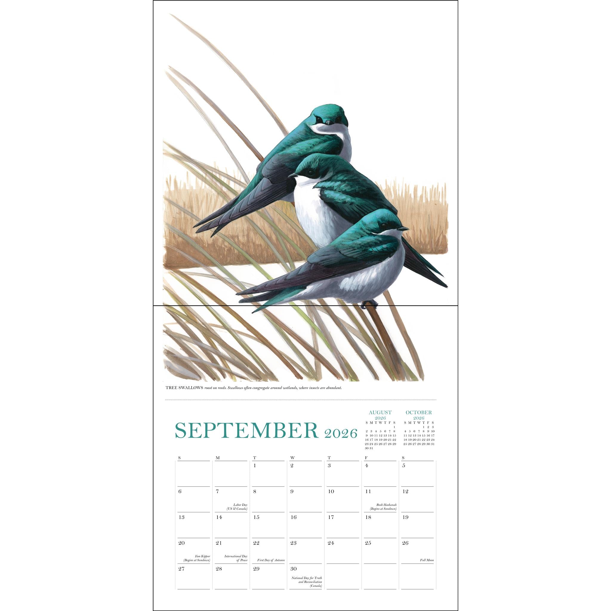 Sibley's Birds Of North America 2026 Wall Calendar - Online Only