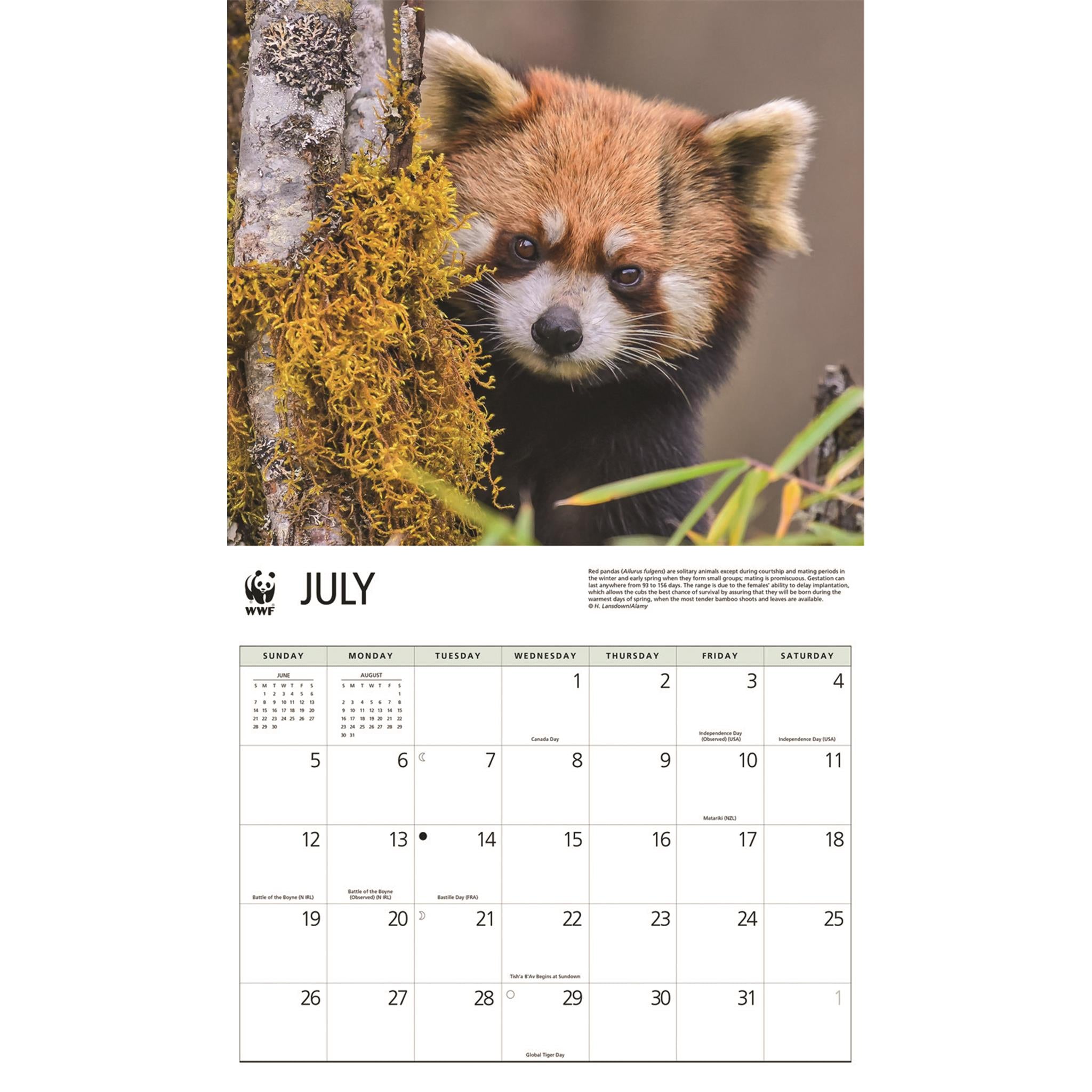 Calendrier mural 2026 du Fonds mondial pour la nature (WWF) sur les pandas roux