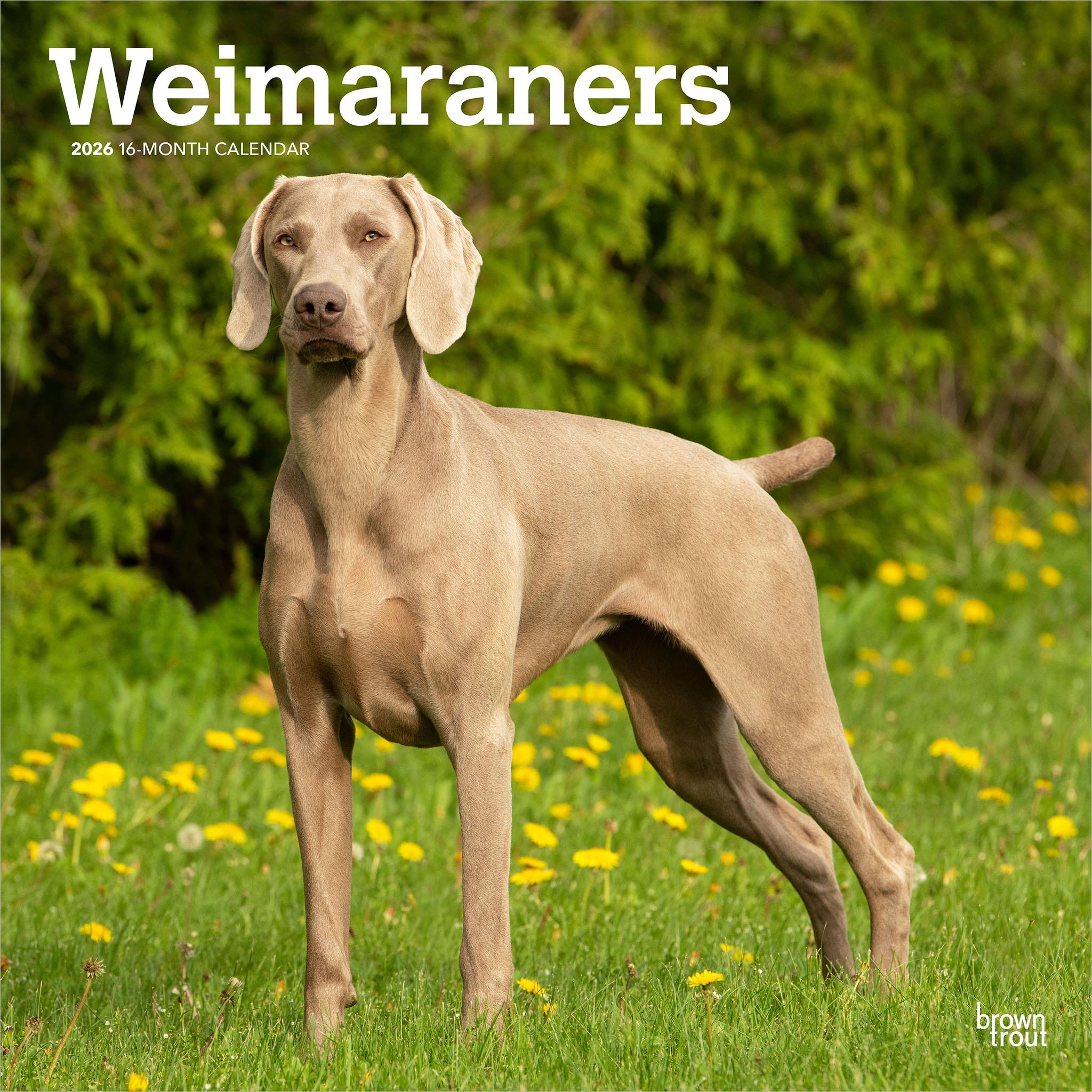 Calendrier mural Weimaraners 2026