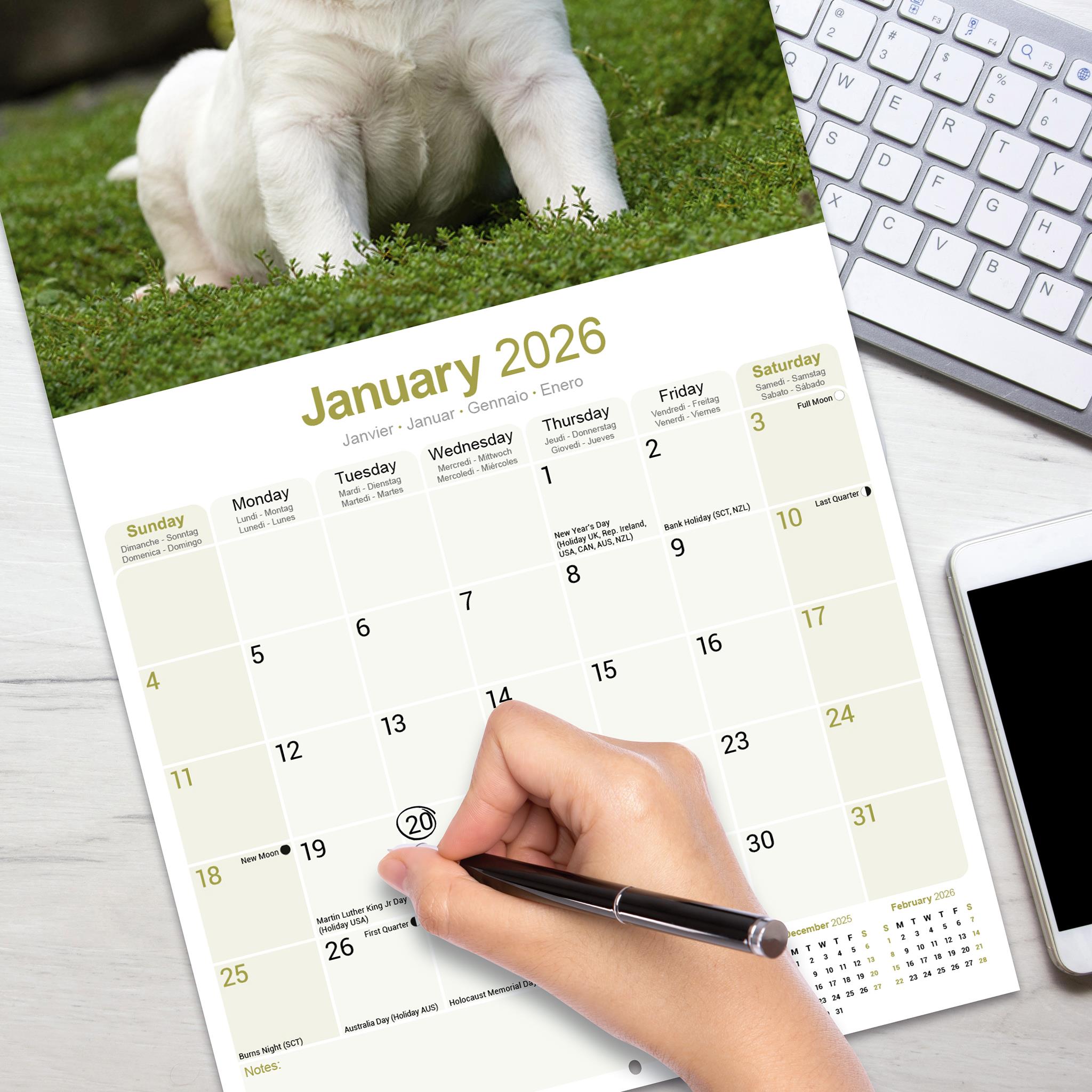 Bull Terriers 2026 Wall Calendar