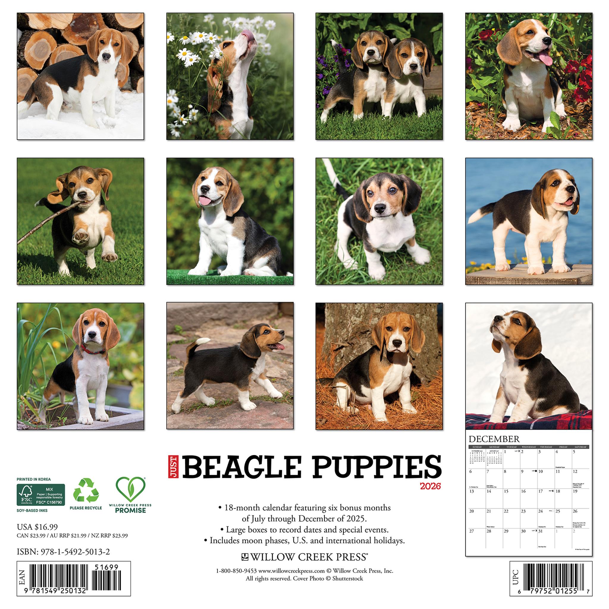 Calendrier mural 2026 « Juste des chiots Beagle »