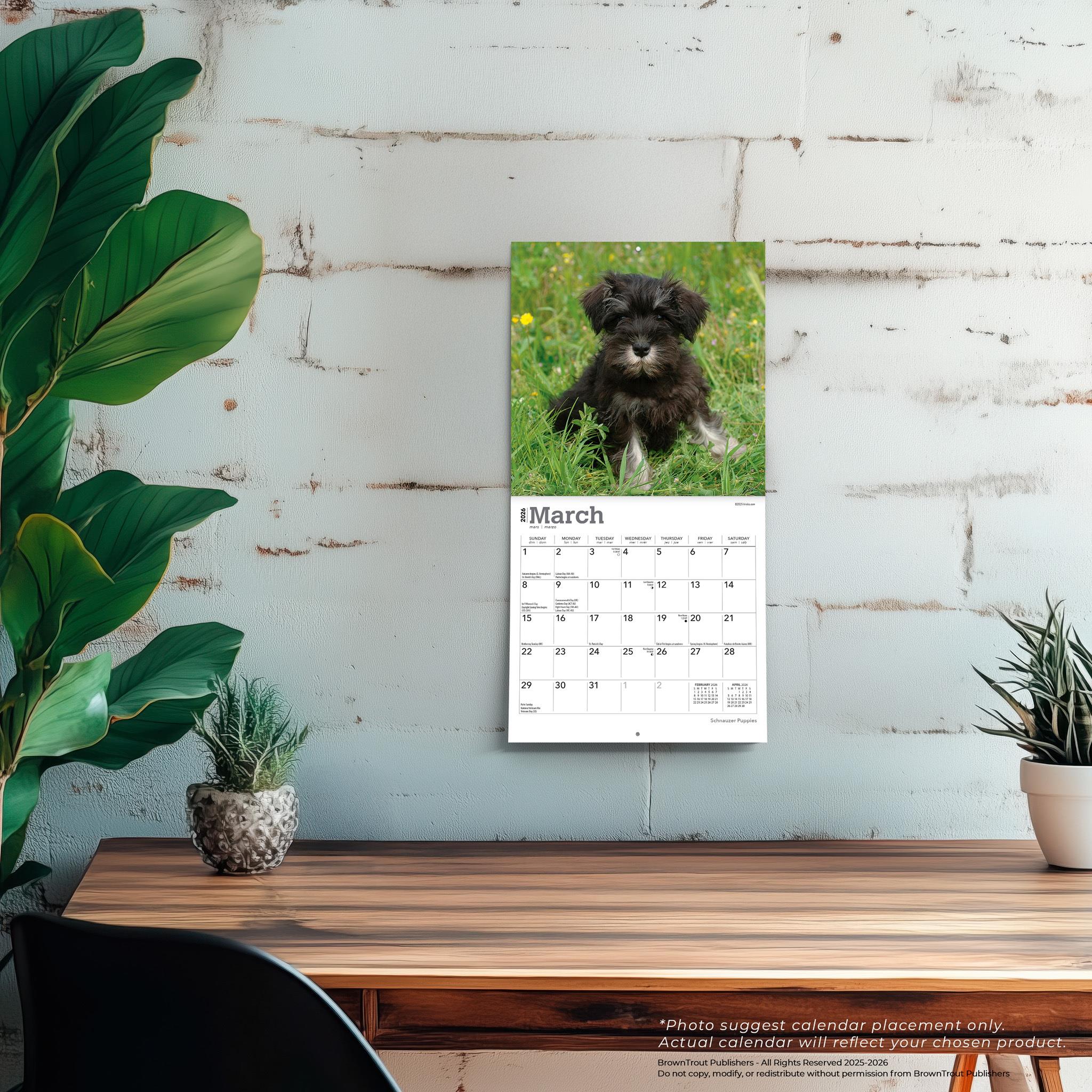 Mini calendrier des chiots Schnauzer 2026