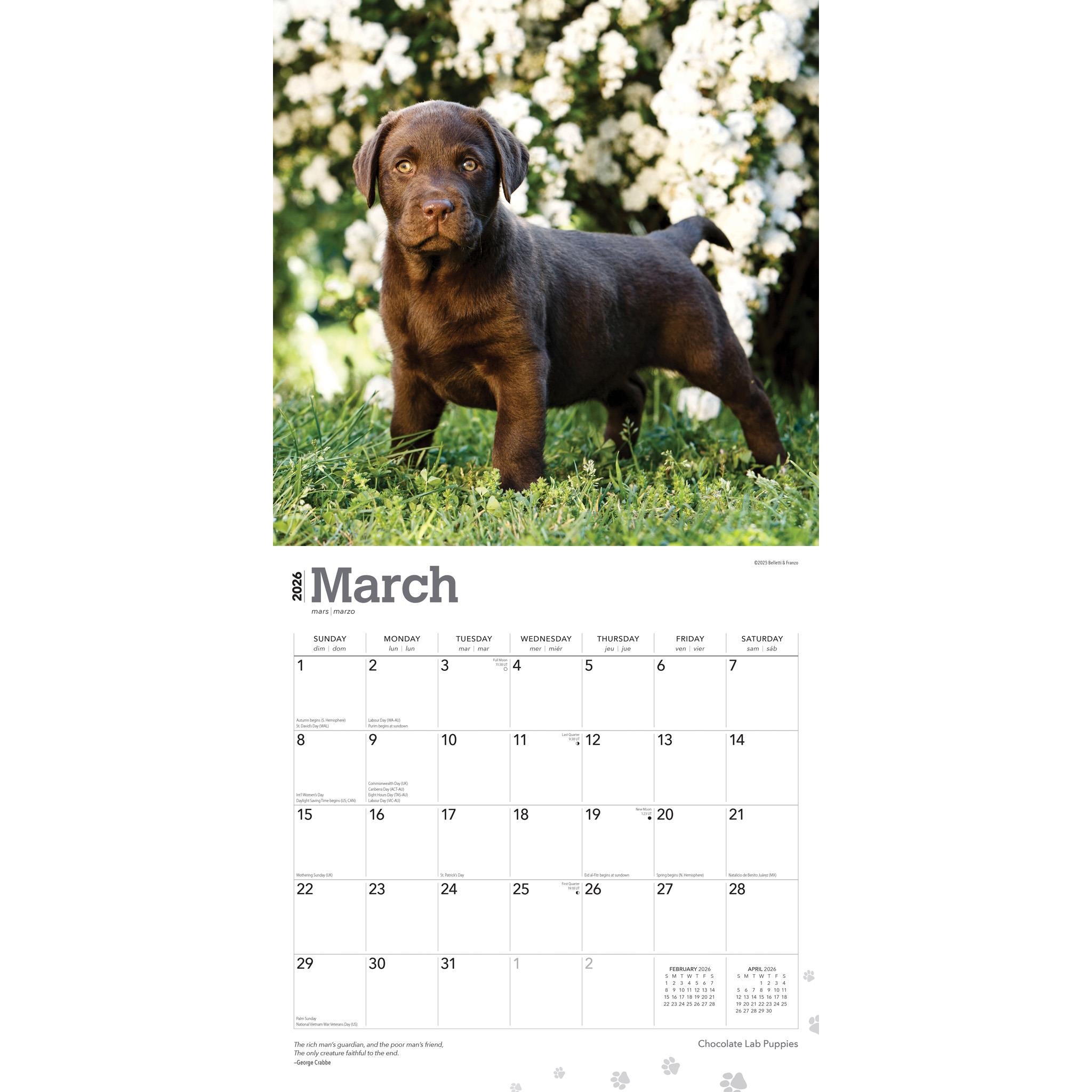Calendrier mural 2026 des chiots Labrador chocolat
