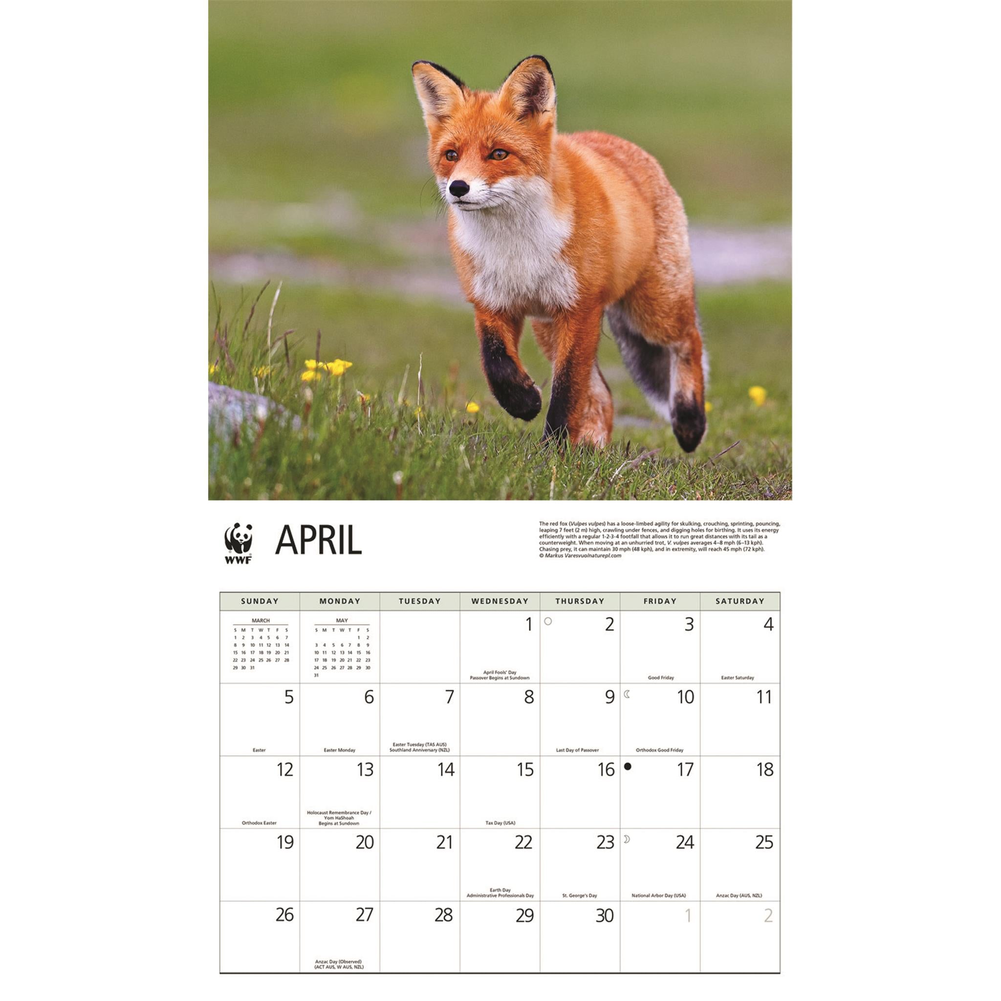World Wildlife Fund Foxes 2026 Wall Calendar