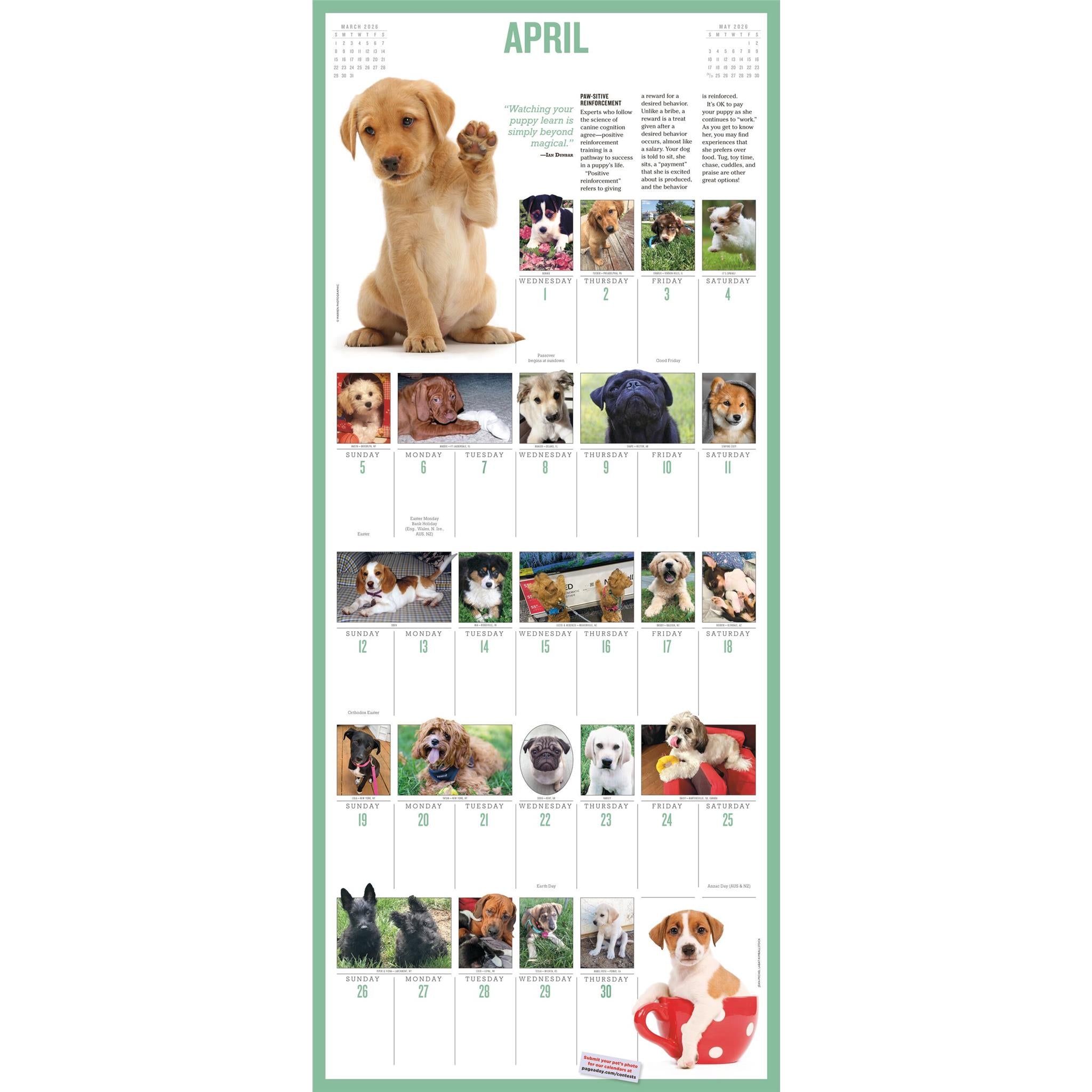 Puppies 365 2026 Wall Calendar