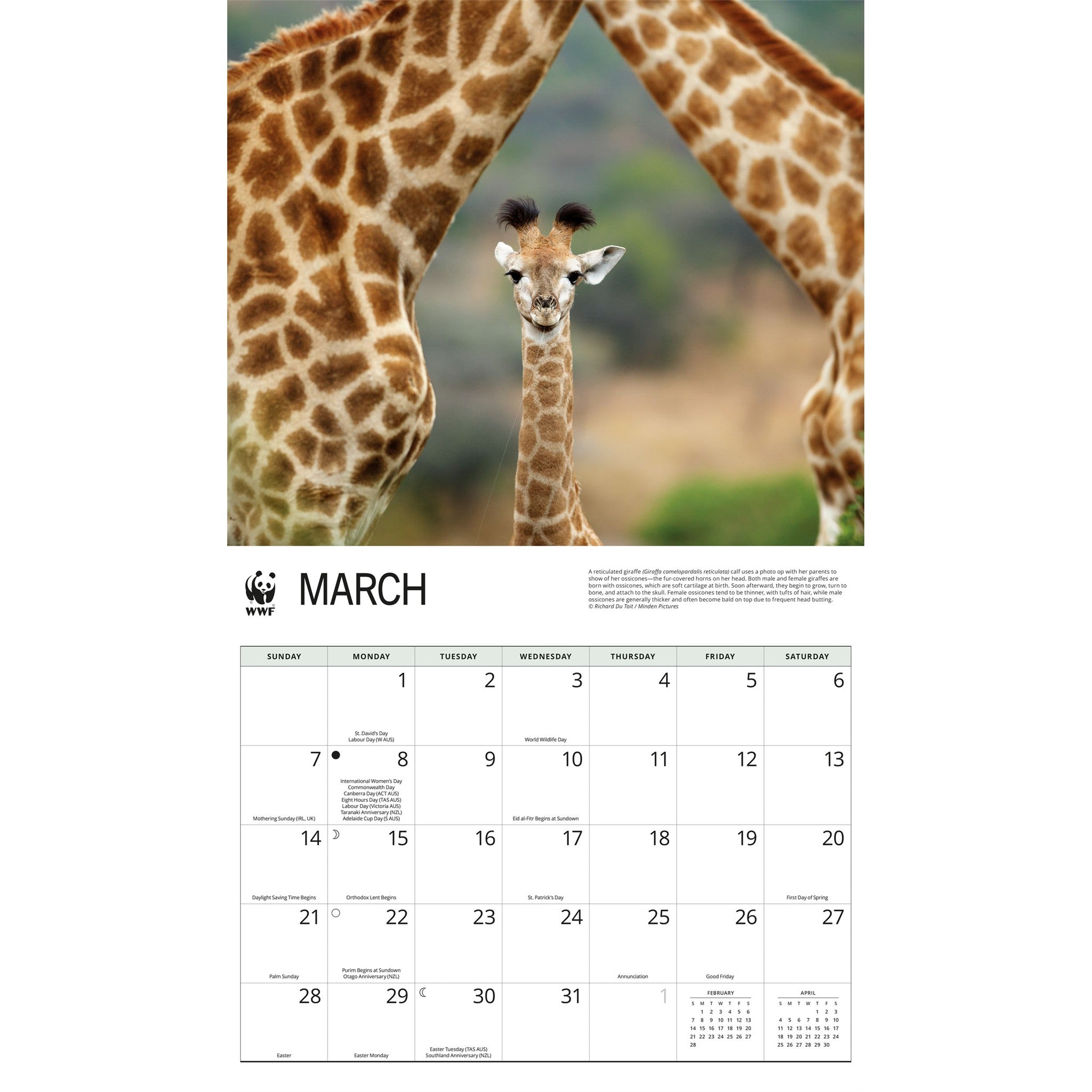 Calendrier mural 2027 WWF Girafes