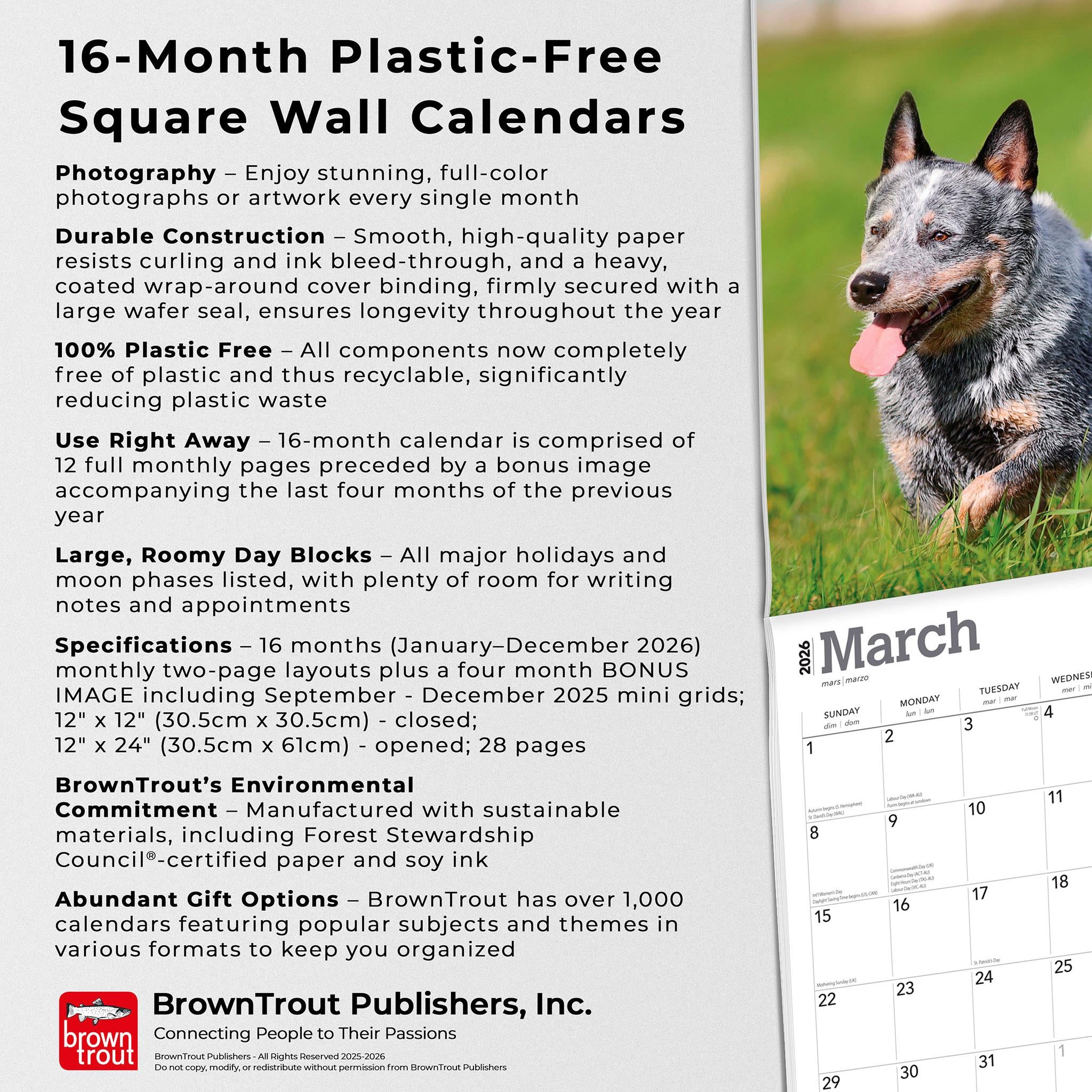 Calendrier mural Blue Heelers 2026