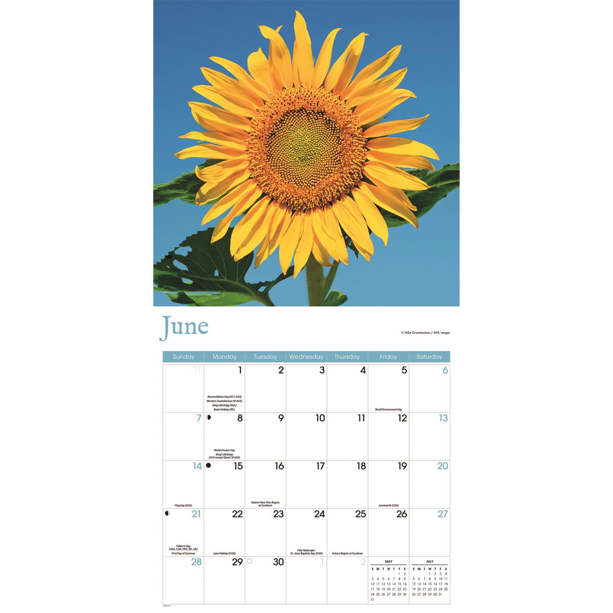 Calendrier mural Tournesols 2026